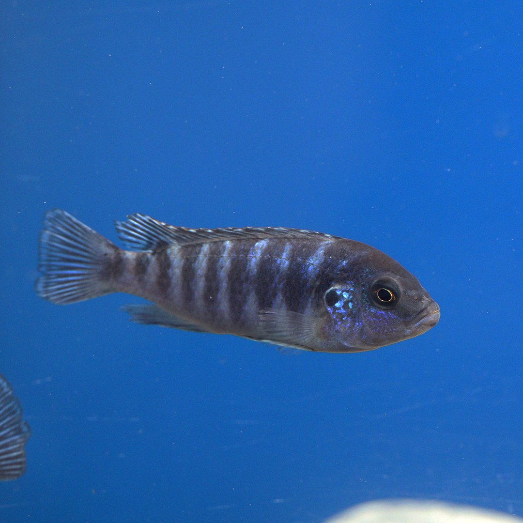 Williams Mbuna Cichlid