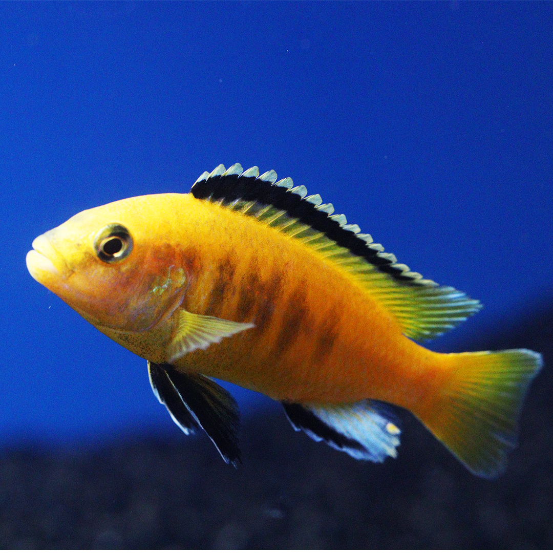 Yellow Lab Cichlid