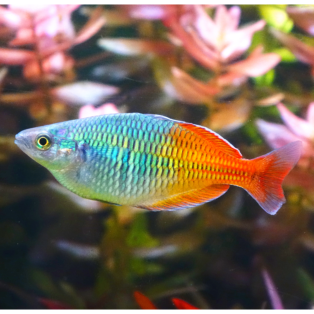 Boesemani Rainbow 3.5cm - 4.5cm