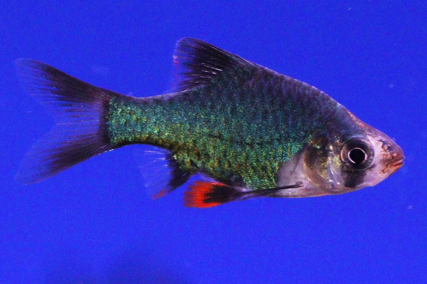 Green Tiger Barb 2-3cm