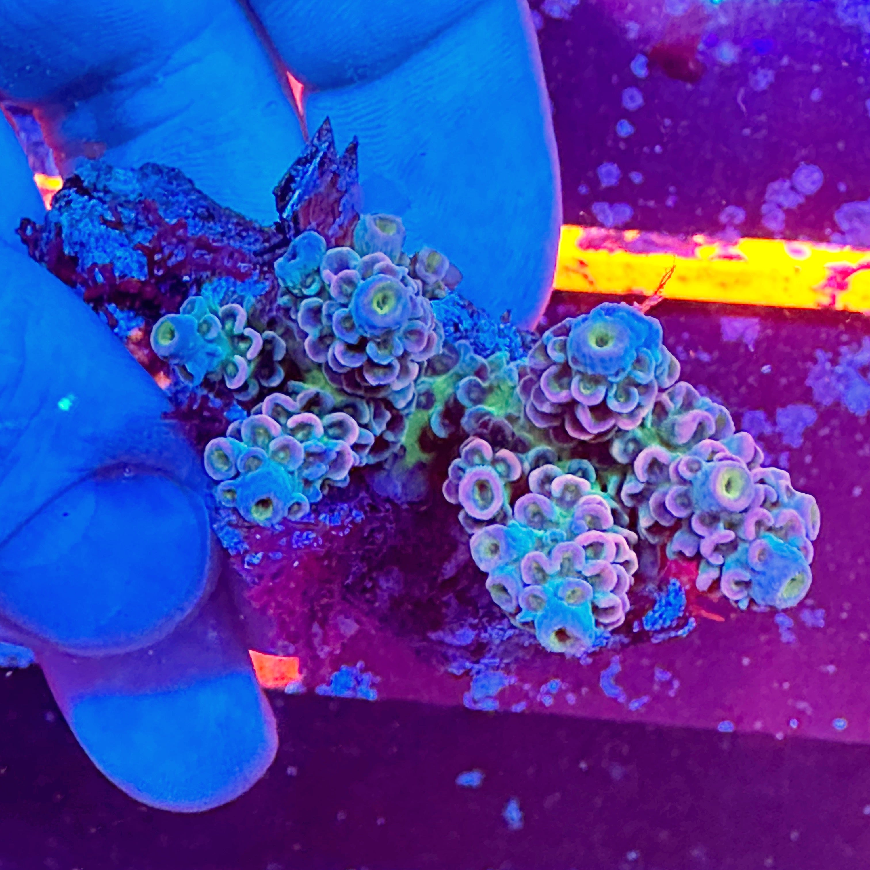 Mini Acropora Colony WYSIWYG 1