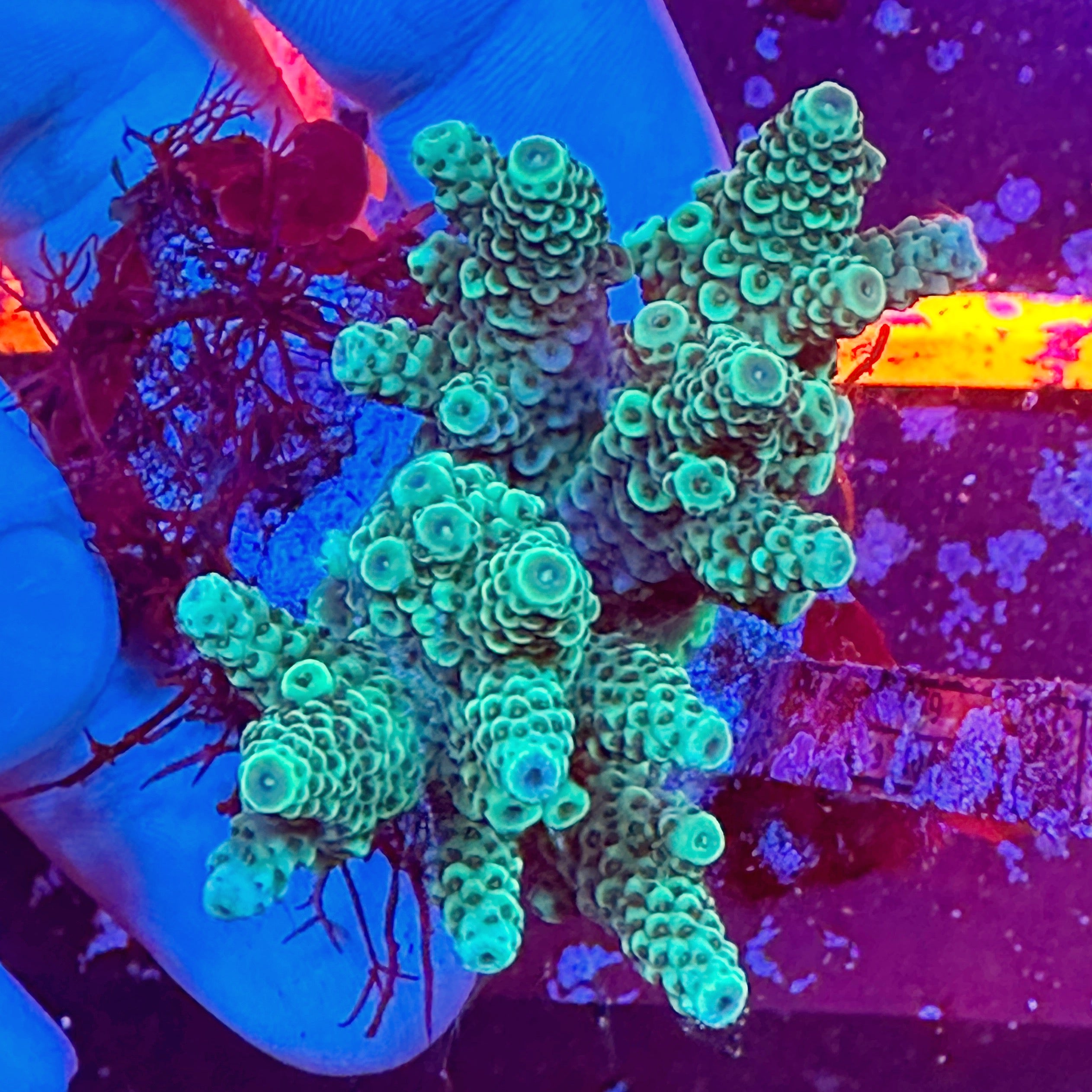 Mini Acropora Colony WYSIWYG 3