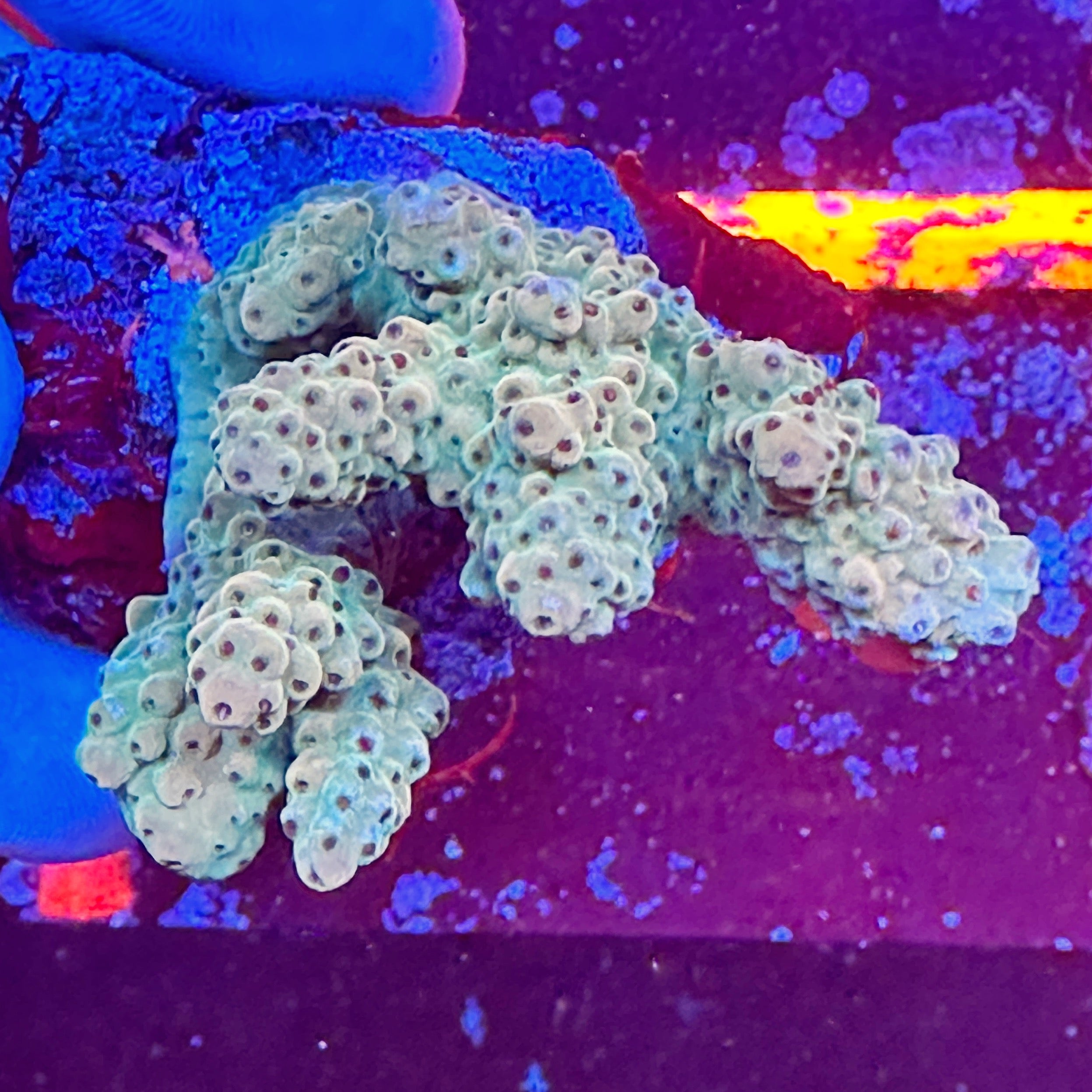 Mini Acropora Colony WYSIWYG 4