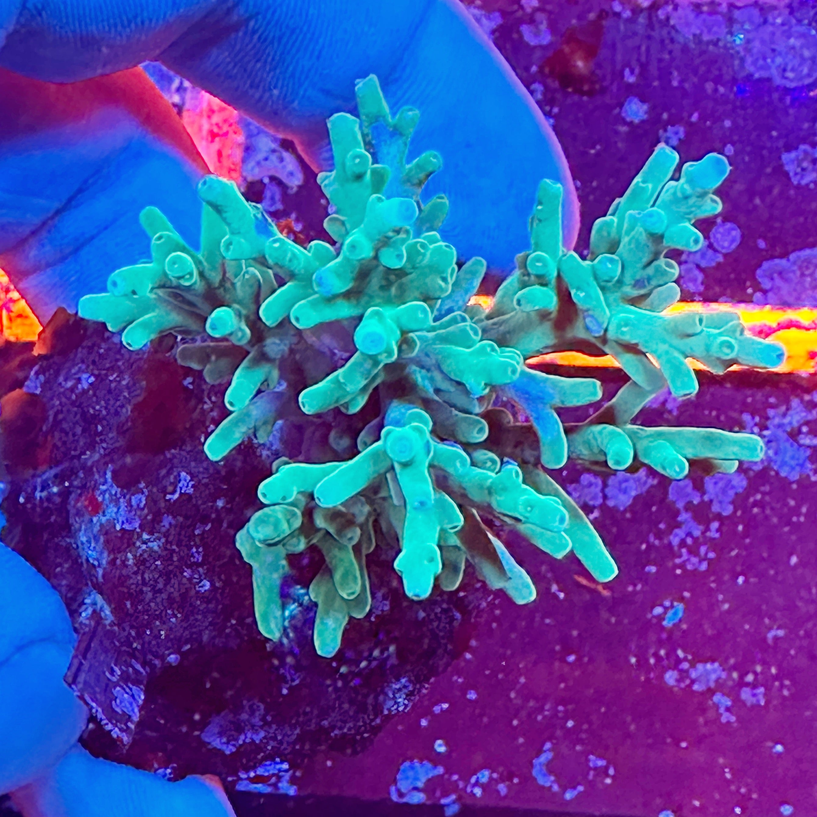 Mini Acropora Colony WYSIWYG 6