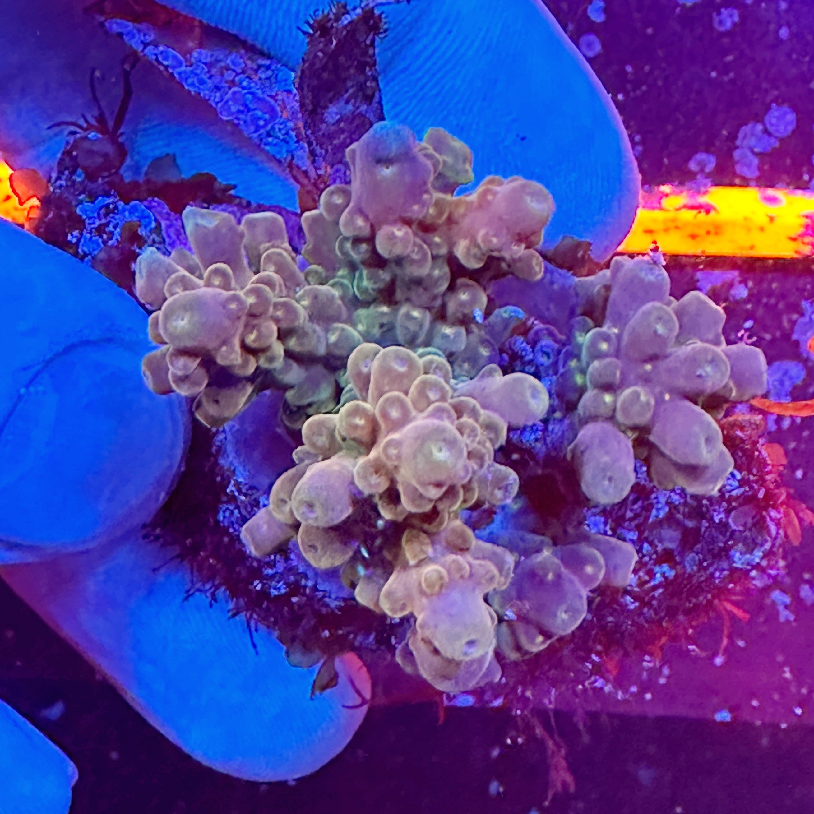 Mini Acropora Colony WYSIWYG 8