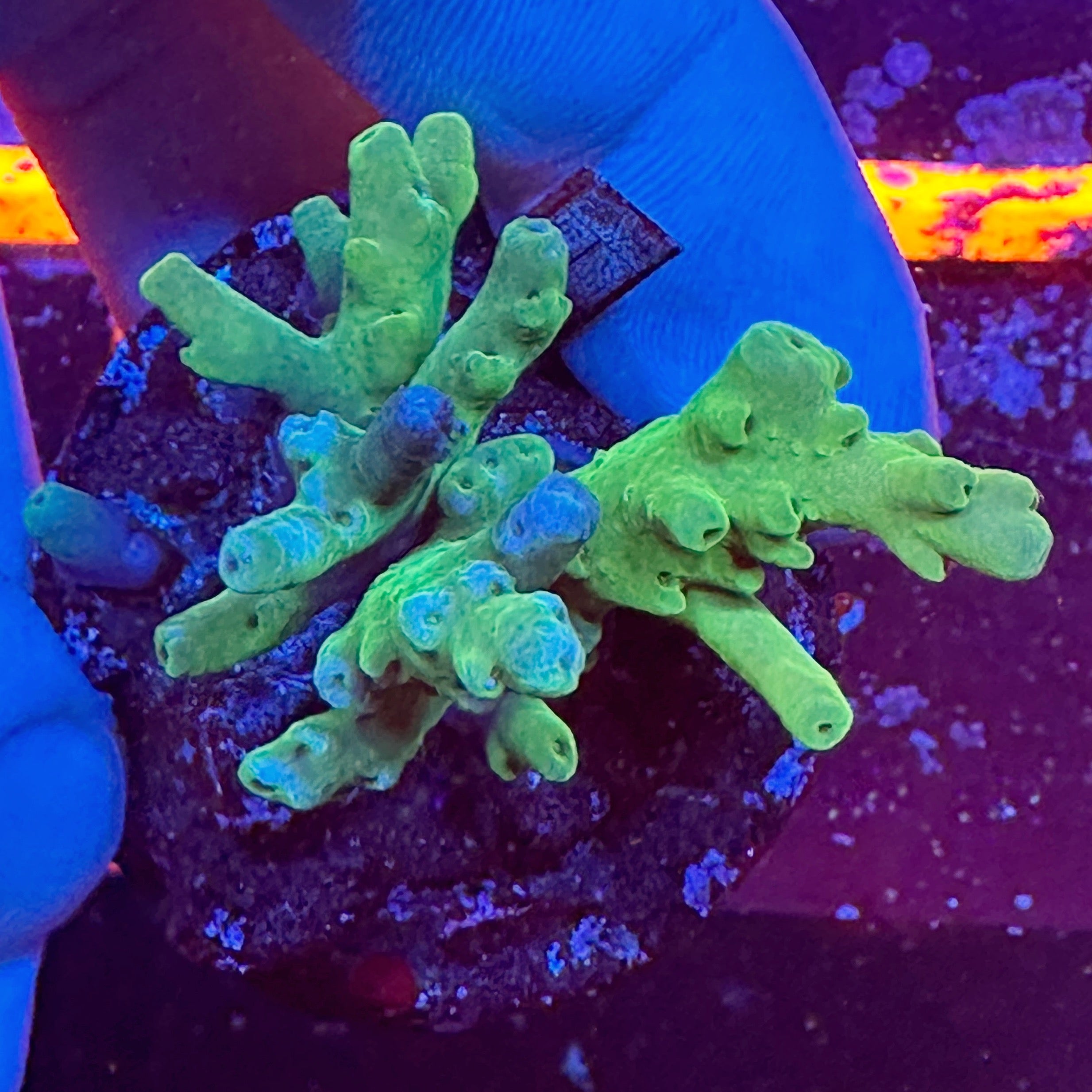 Mini Acropora Colony WYSIWYG 9