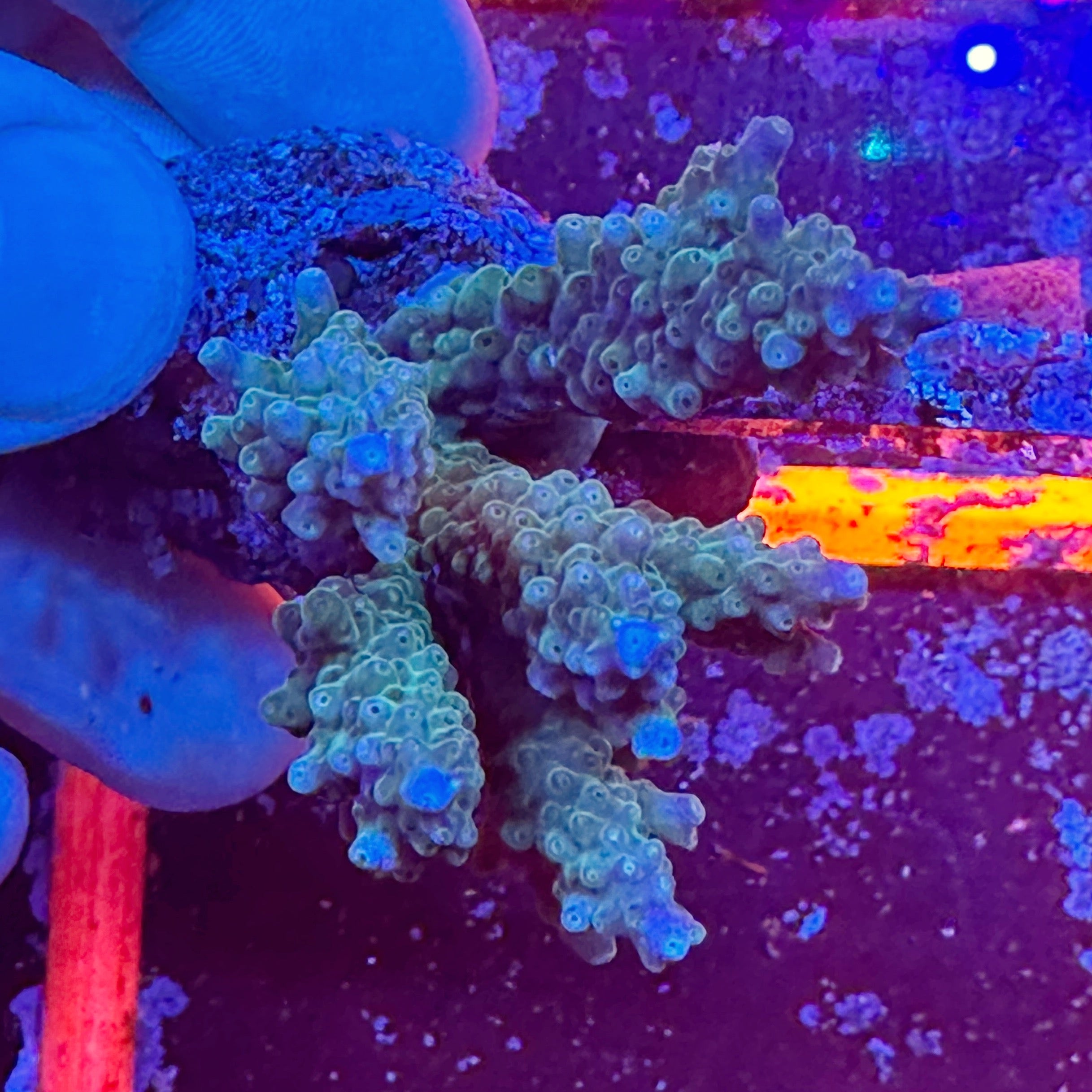 Mini Acropora Colony WYSIWYG 11