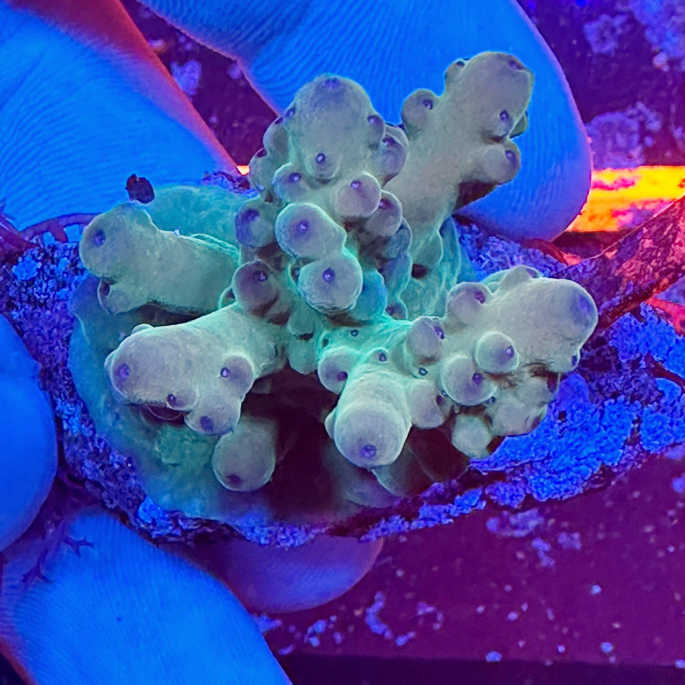 Mini Acropora Colony WYSIWYG 16