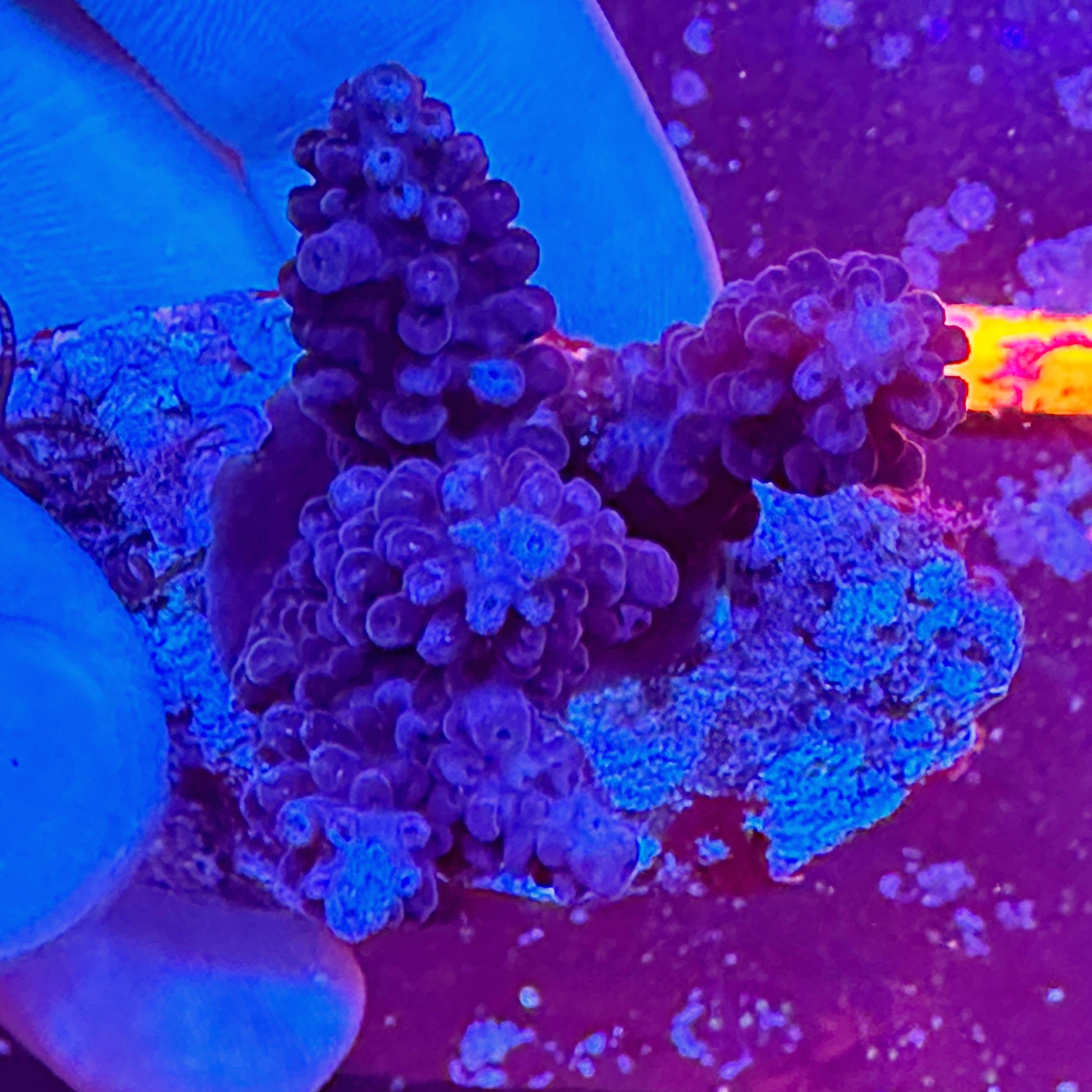 Mini Acropora Colony WYSIWYG 17