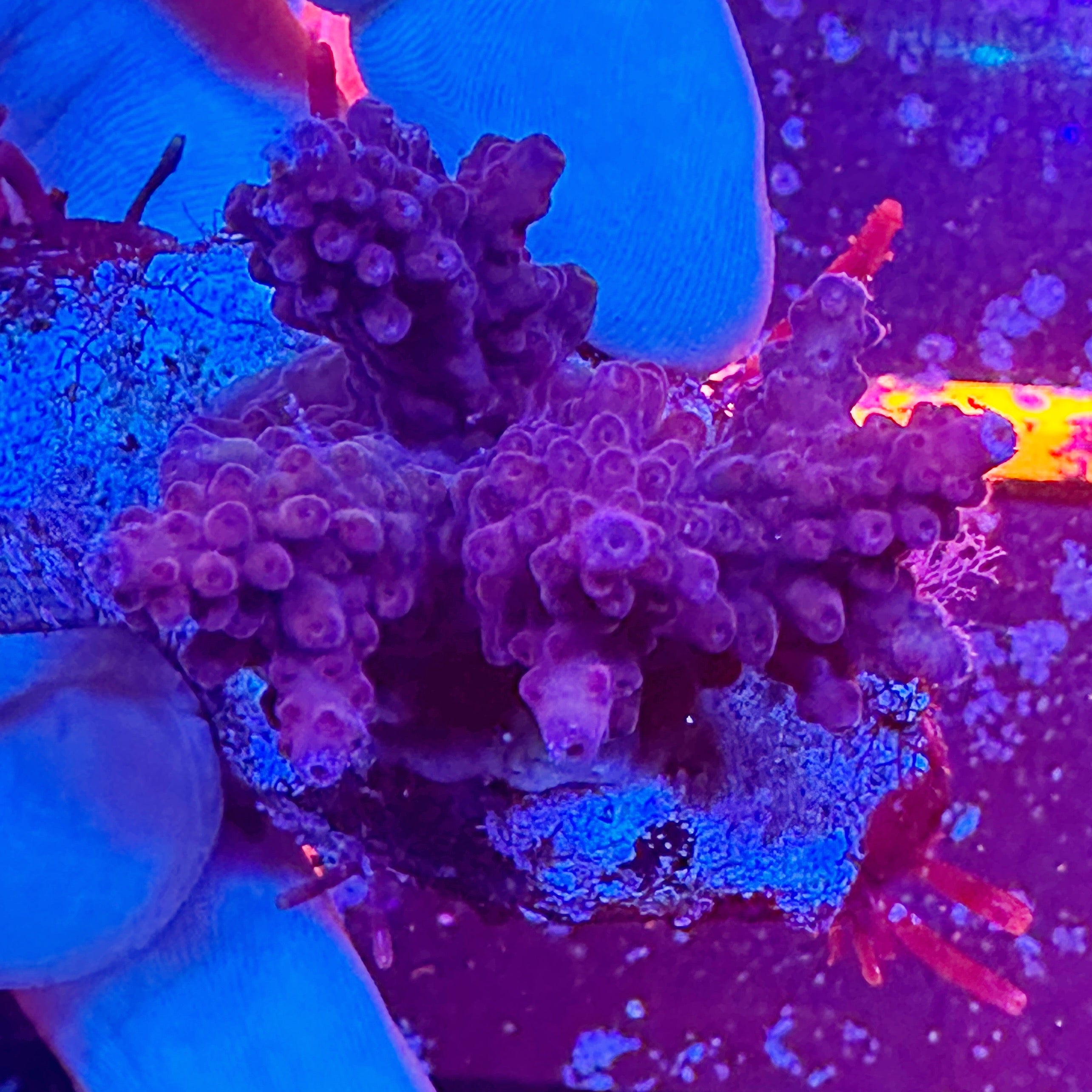 Mini Acropora Colony WYSIWYG 18