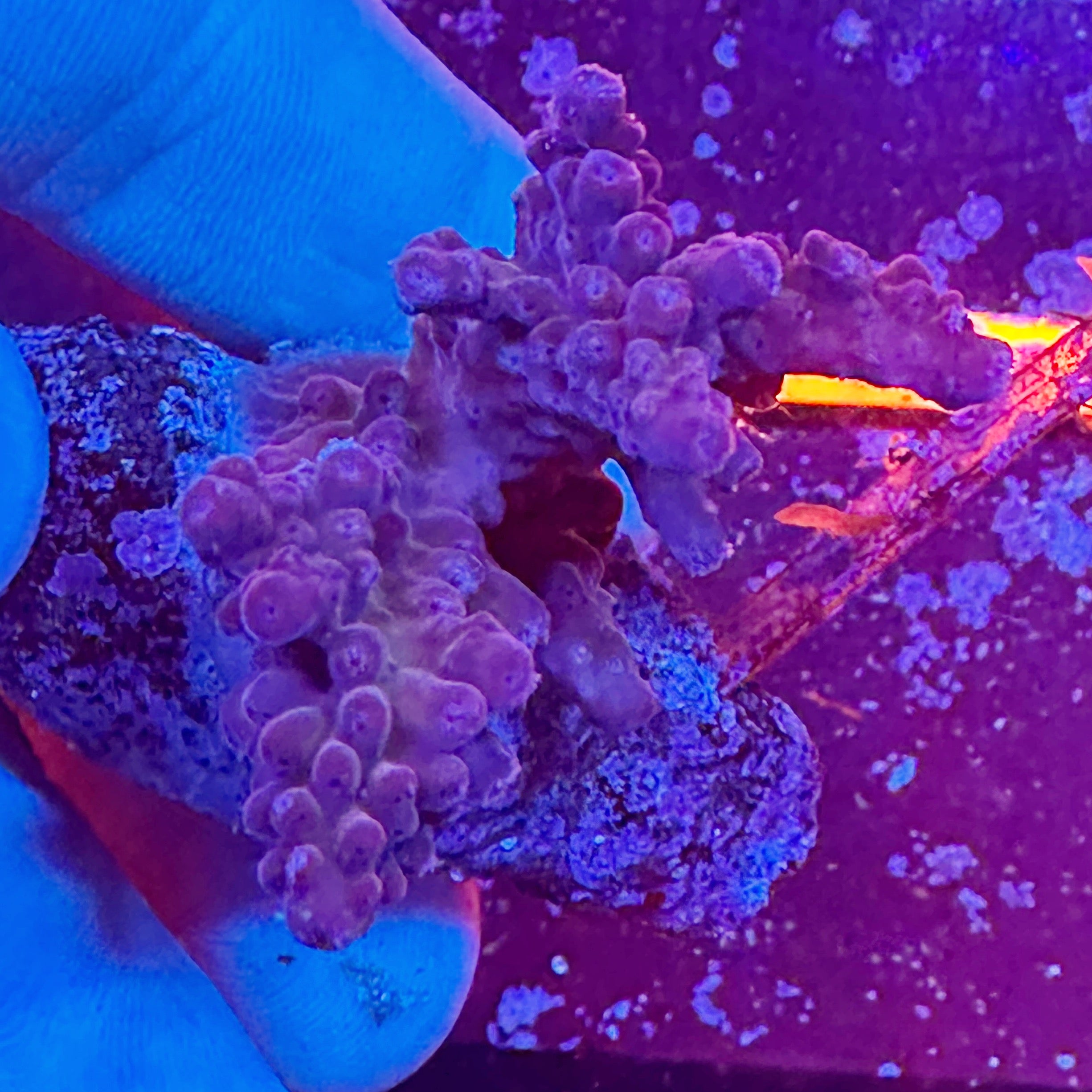 Mini Acropora Colony WYSIWYG 19