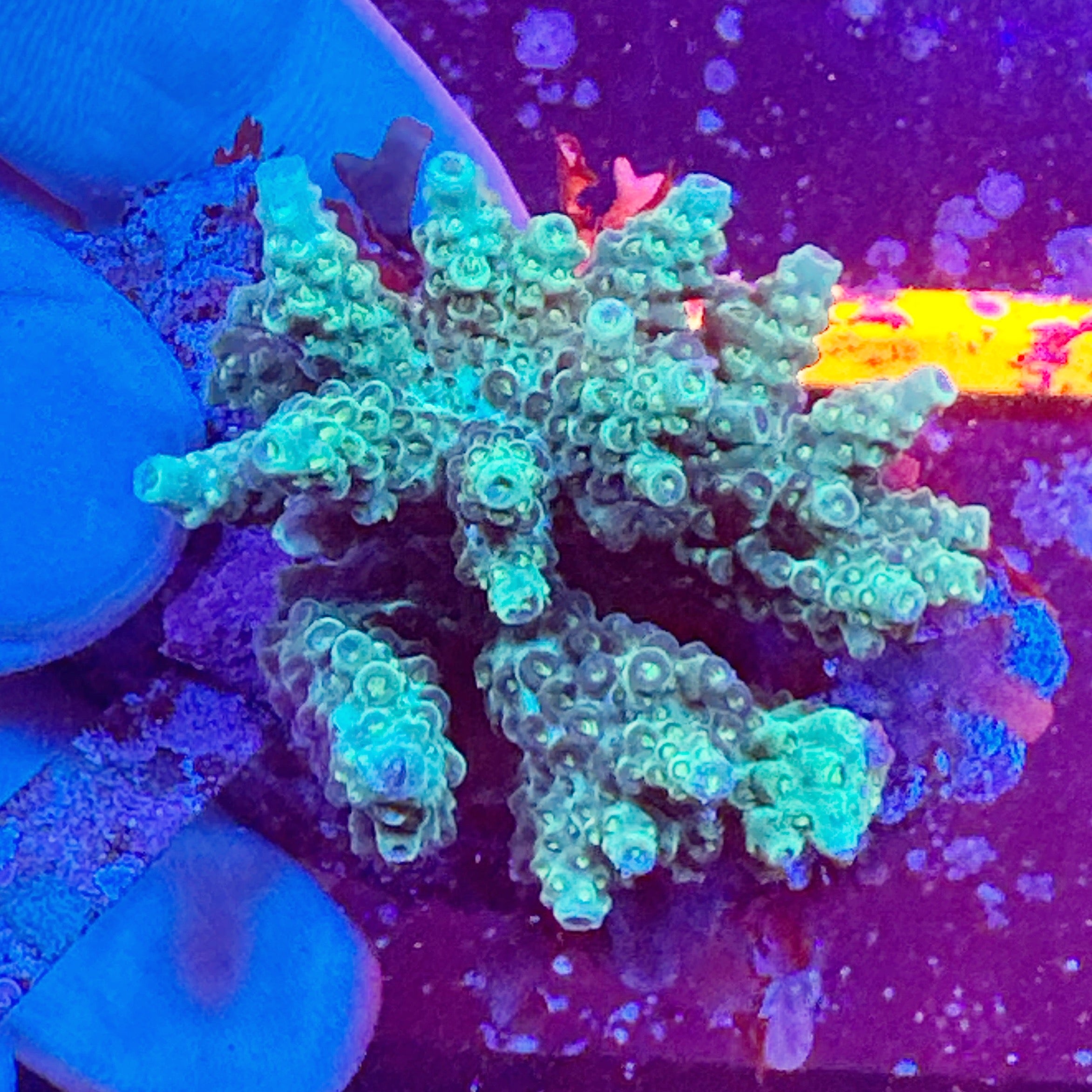 Mini Acropora Colony WYSIWYG 20