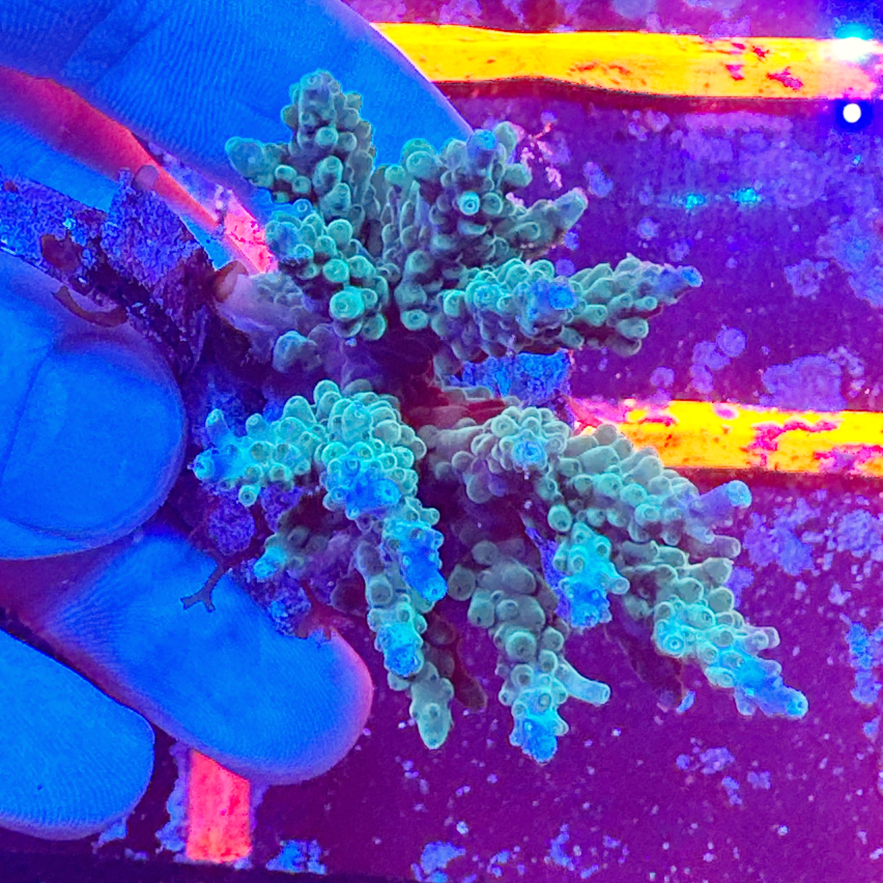 Mini Acropora Colony WYSIWYG 21