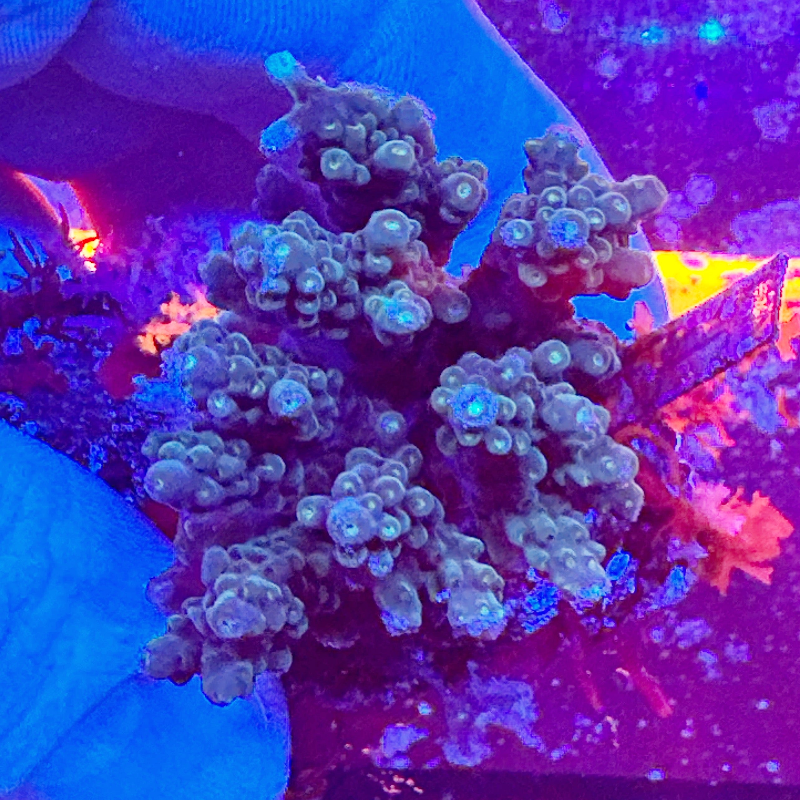 Mini Acropora Colony WYSIWYG 22