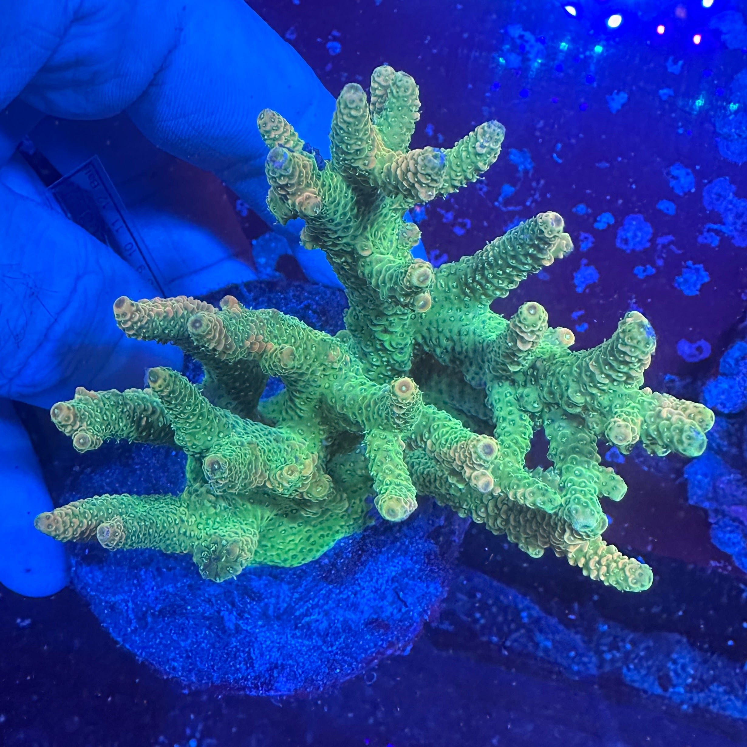 Medium Ultra Acropora Colony WYSIWYG 13