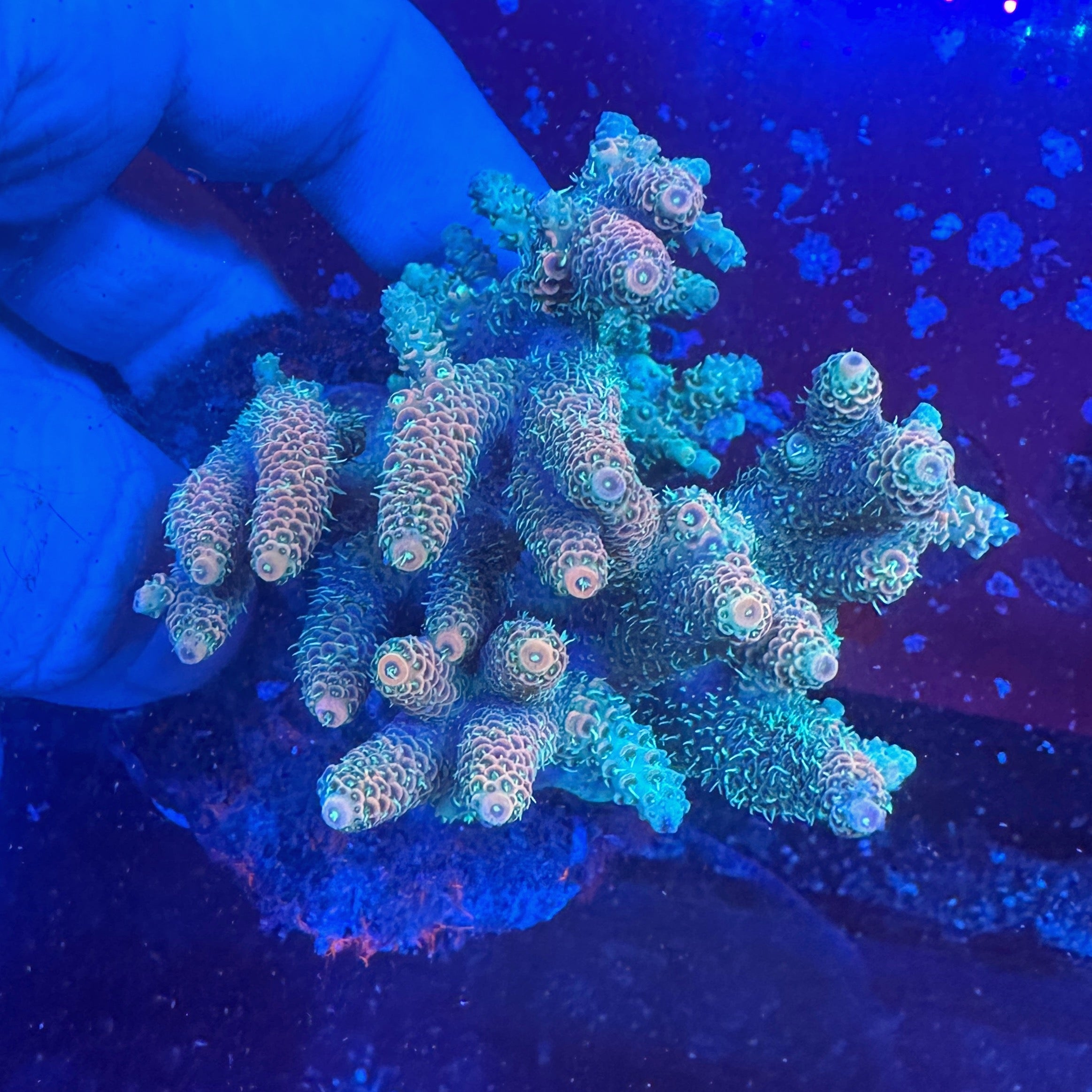 Medium Ultra Acropora Colony WYSIWYG 14