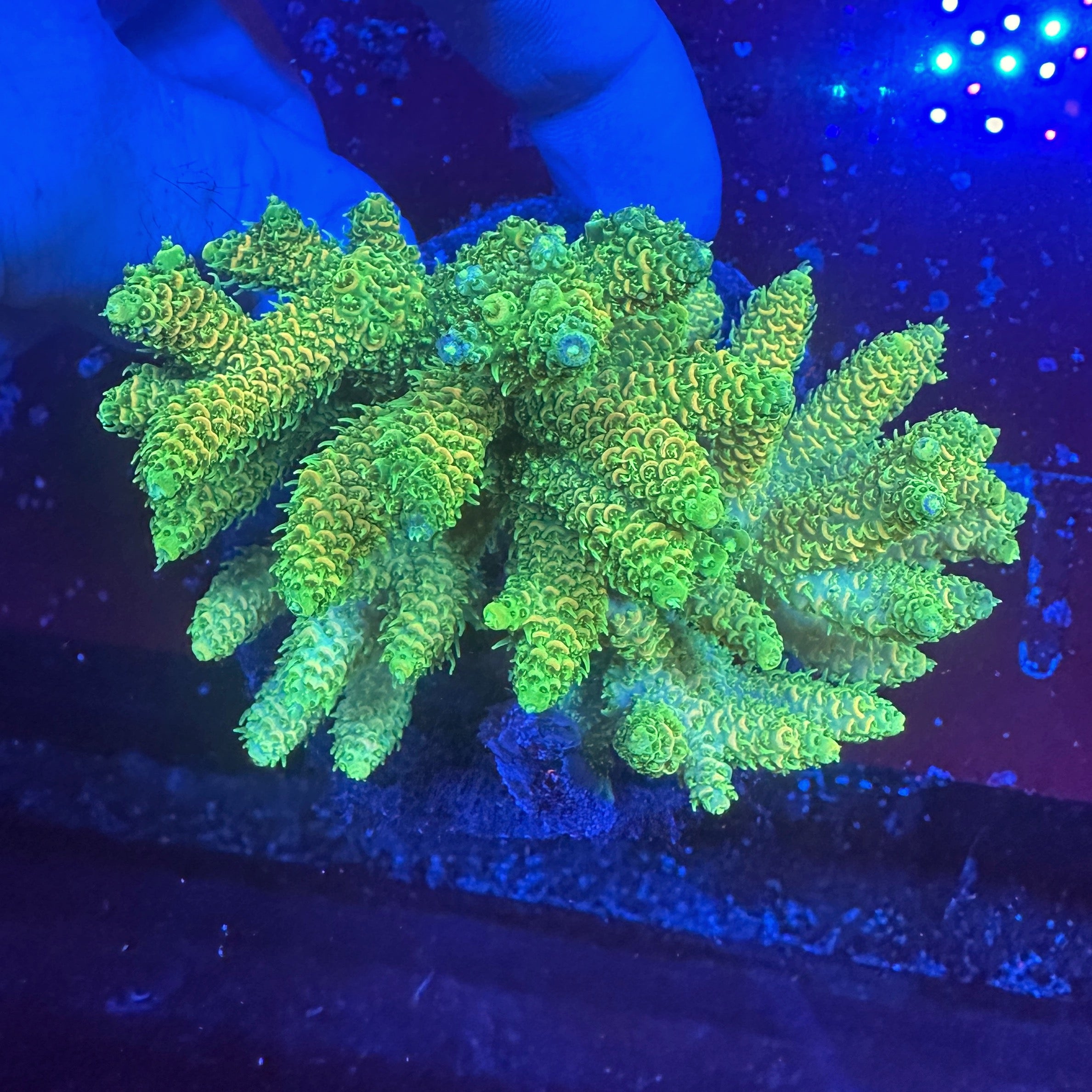 Medium Ultra Acropora Colony WYSIWYG 15