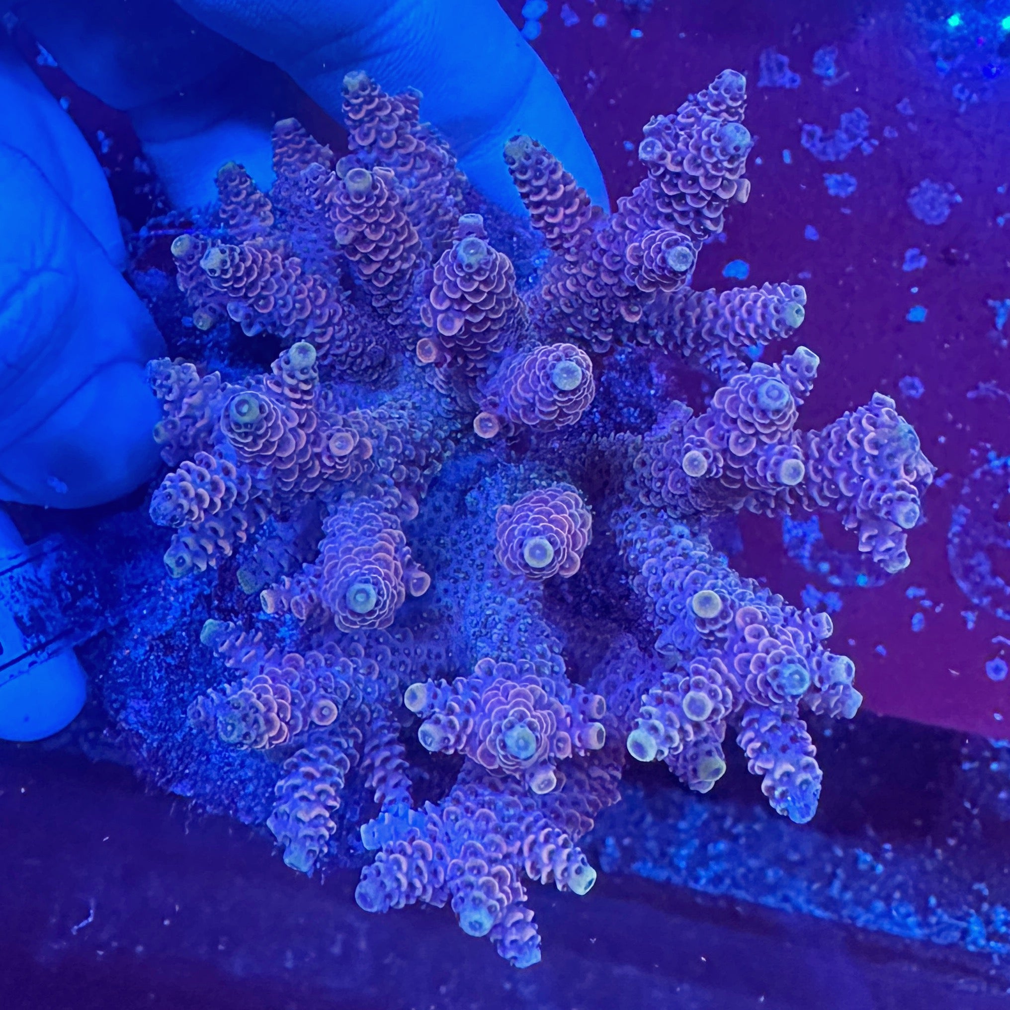 Medium Ultra Acropora Colony WYSIWYG 16