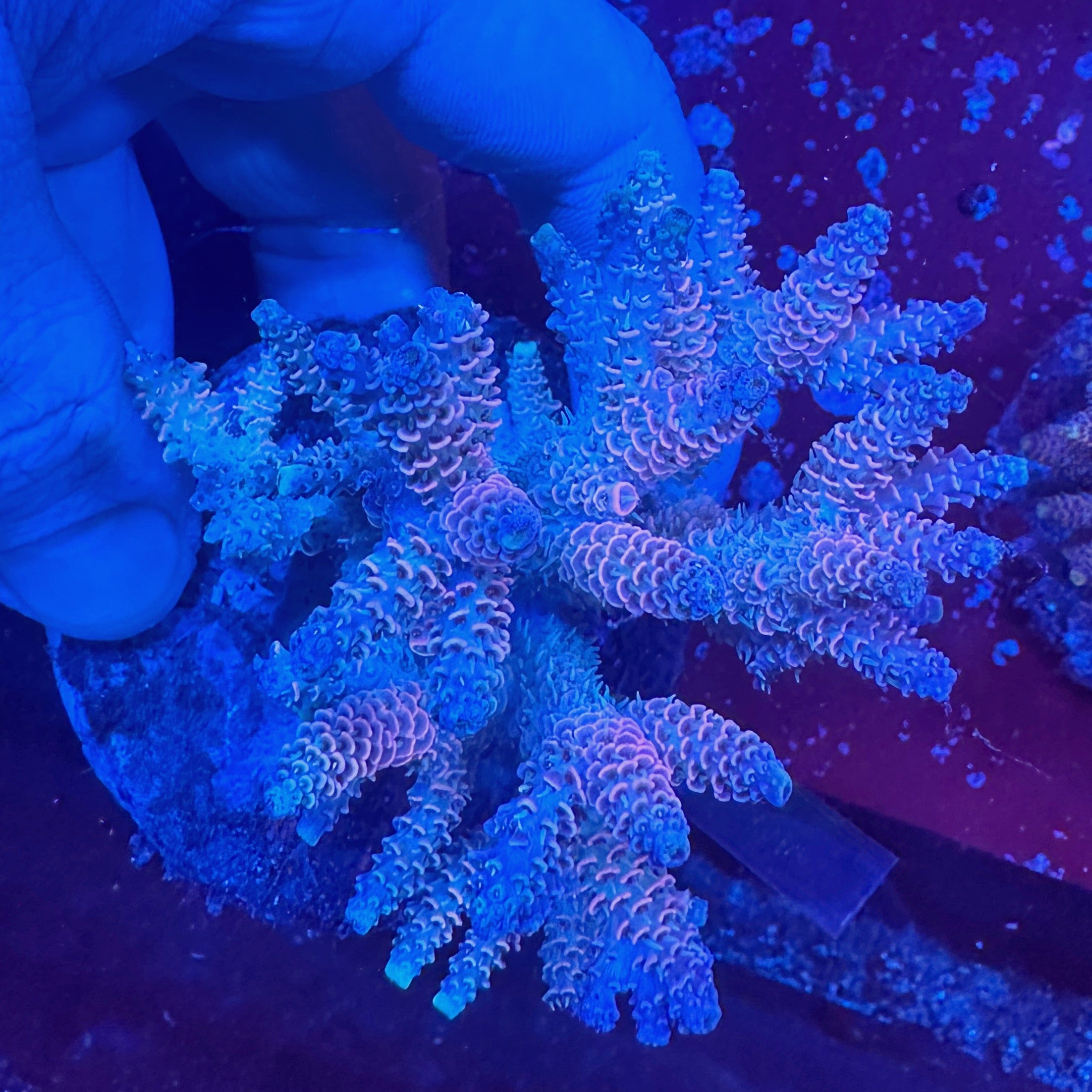 Medium Ultra Acropora Colony WYSIWYG 17