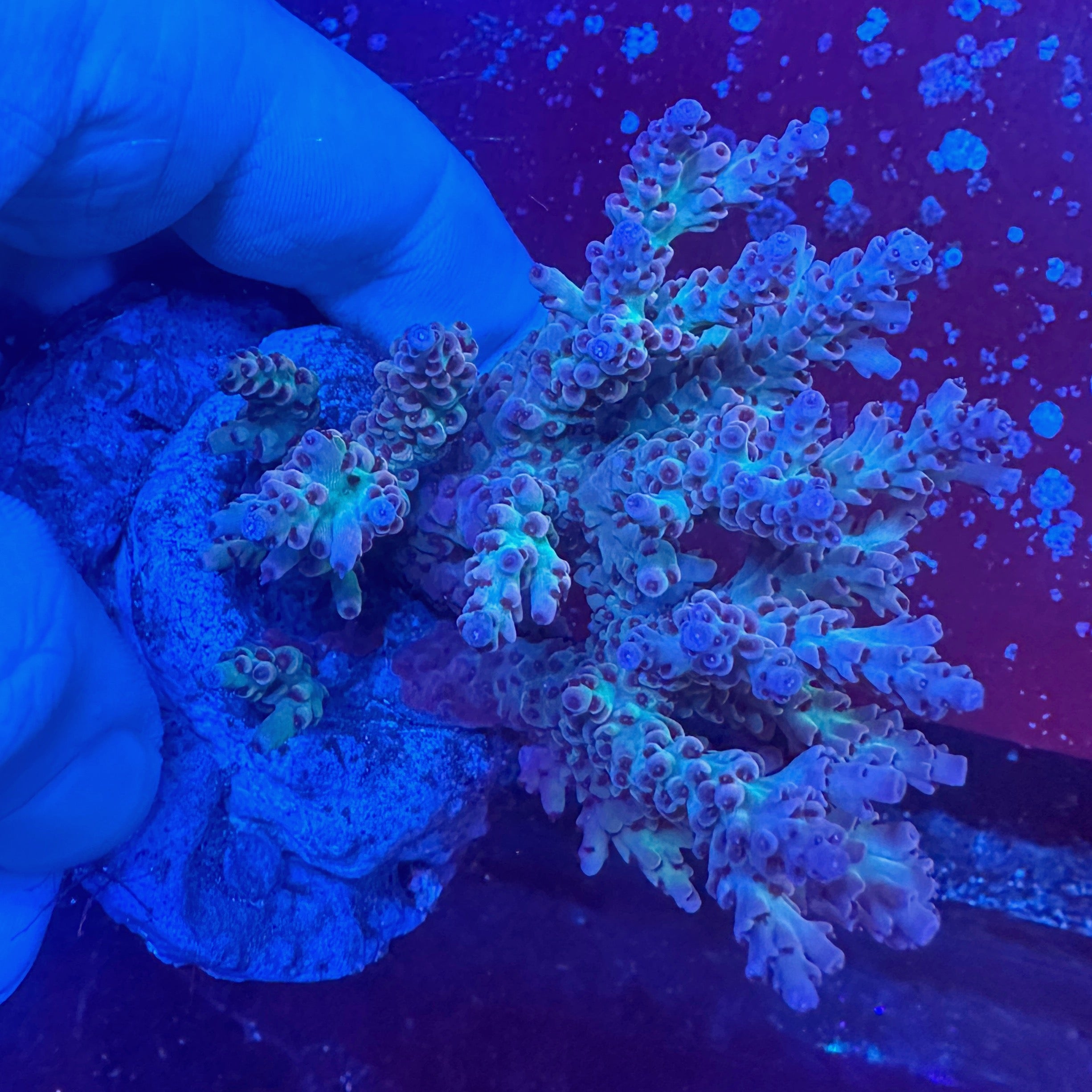 Medium Ultra Acropora Colony WYSIWYG 18