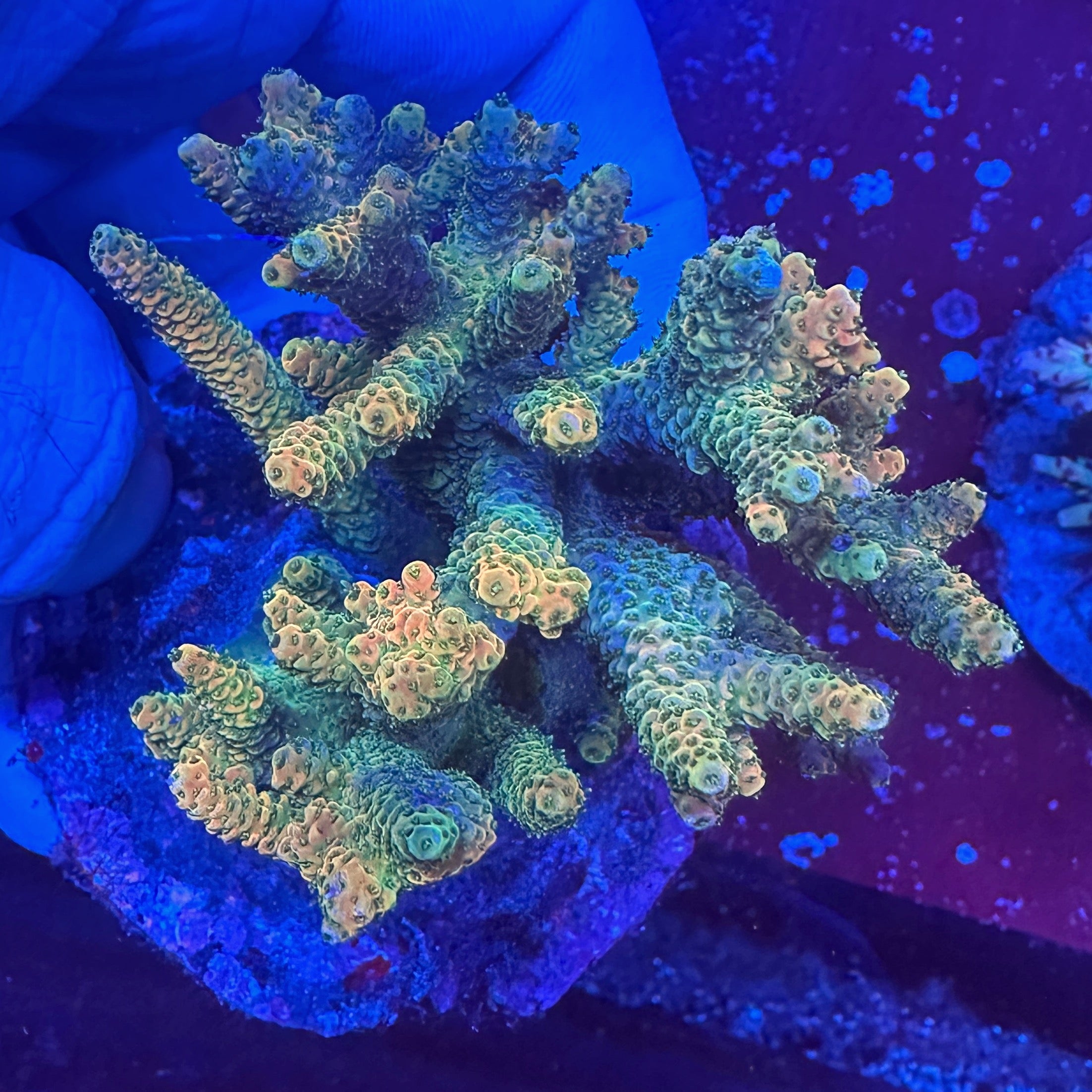 Medium Ultra Acropora Colony WYSIWYG 1