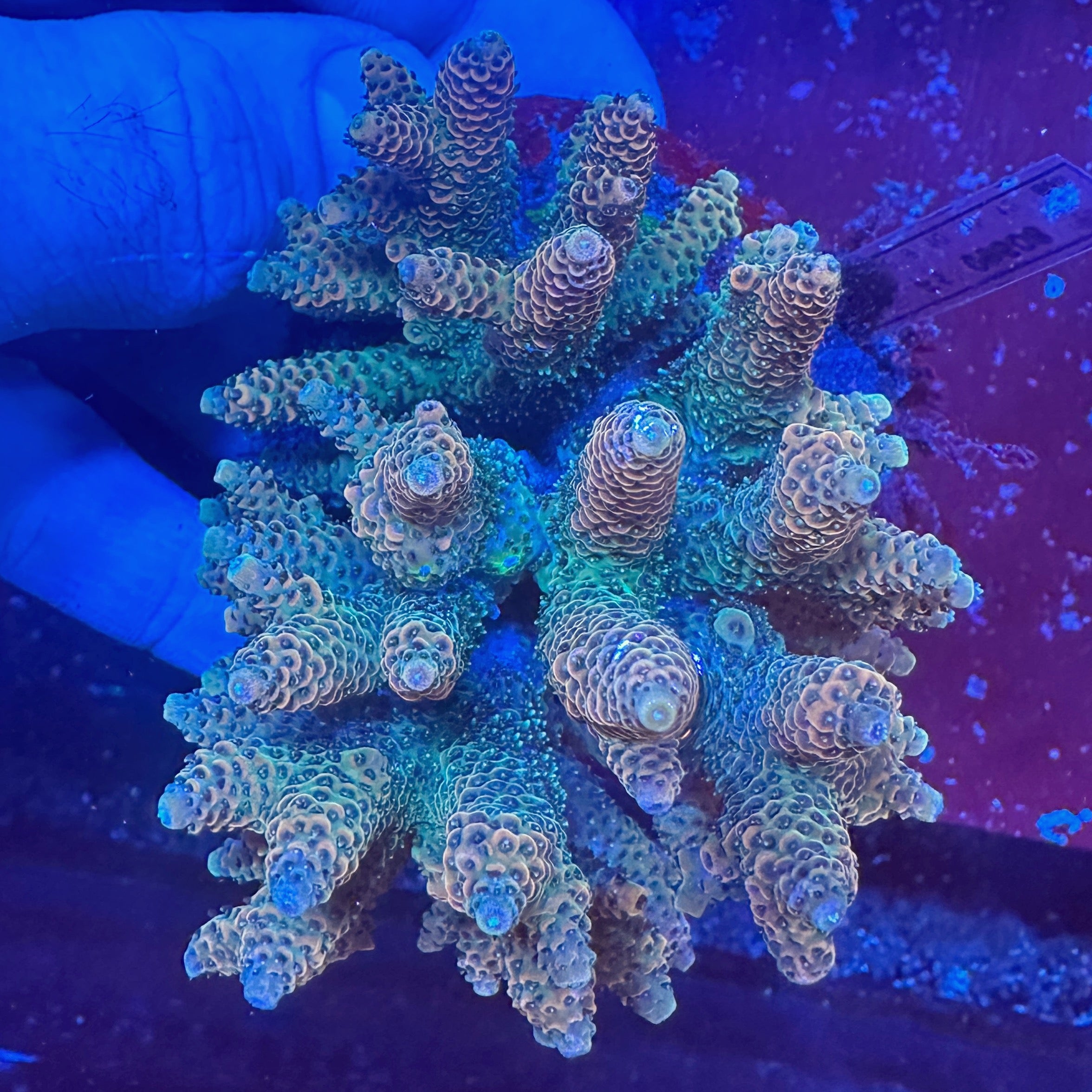 Medium Ultra Acropora Colony WYSIWYG 2