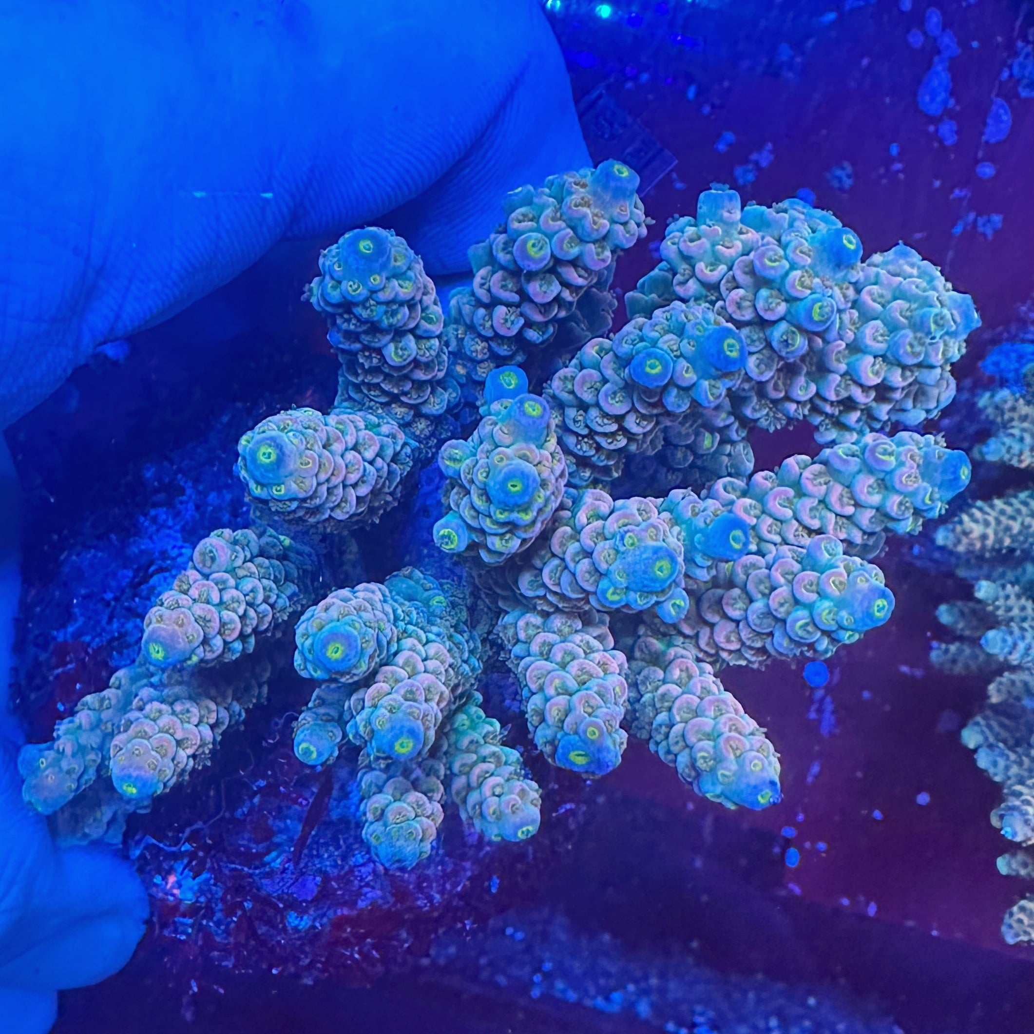 Medium Ultra Acropora Colony WYSIWYG 3