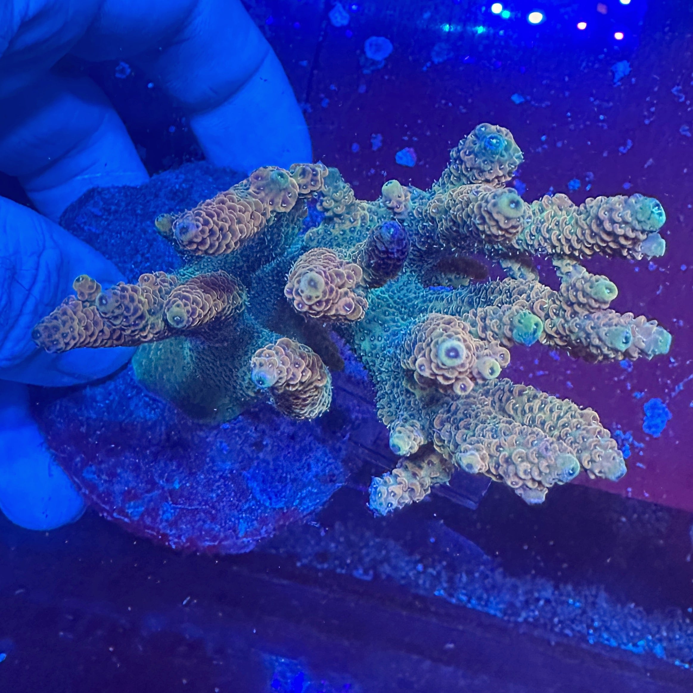 Medium Ultra Acropora Colony WYSIWYG 4