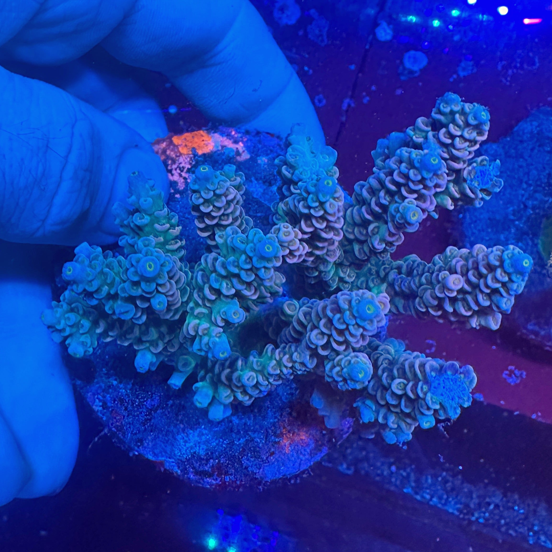 Medium Ultra Acropora Colony WYSIWYG 5