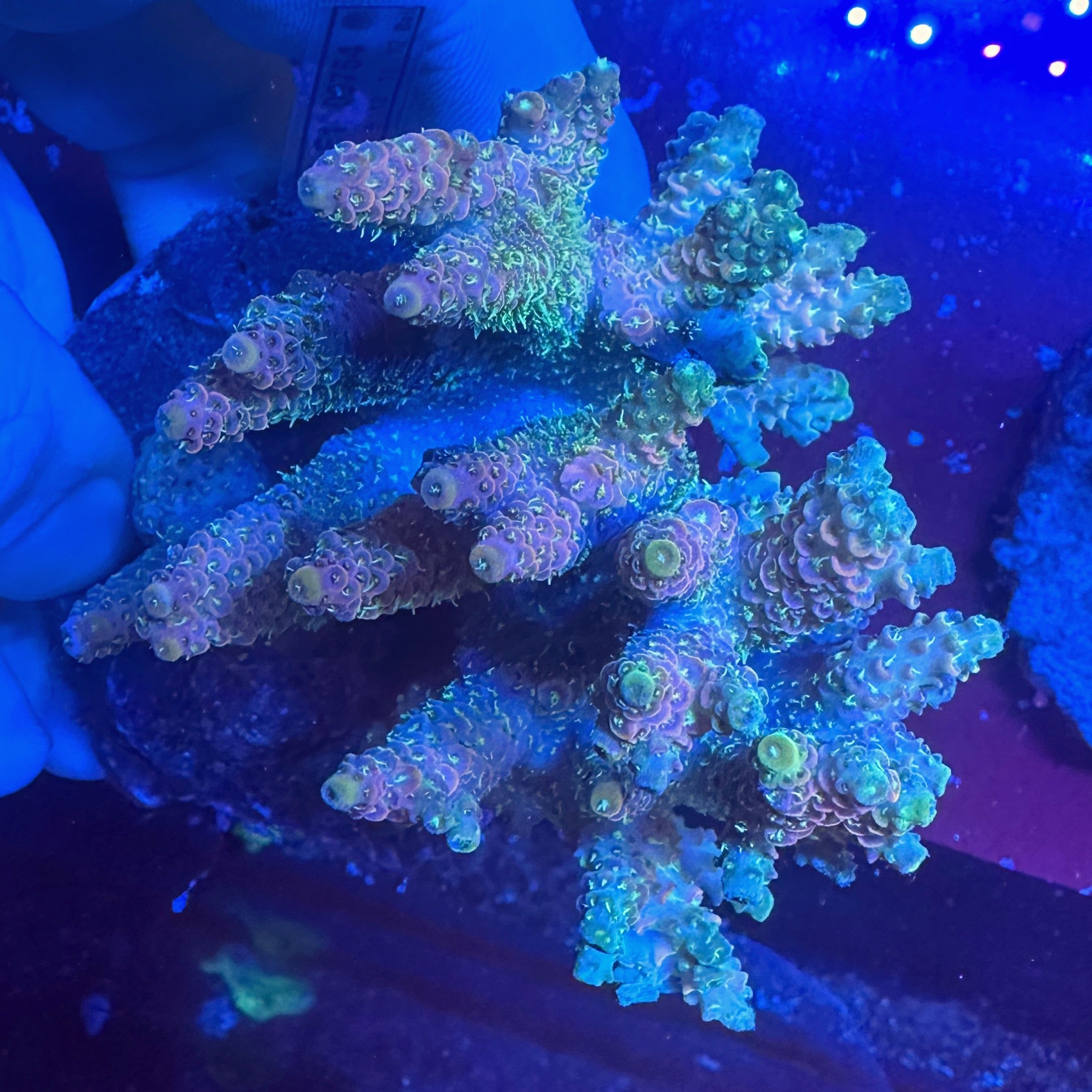 Medium Ultra Acropora Colony WYSIWYG 6