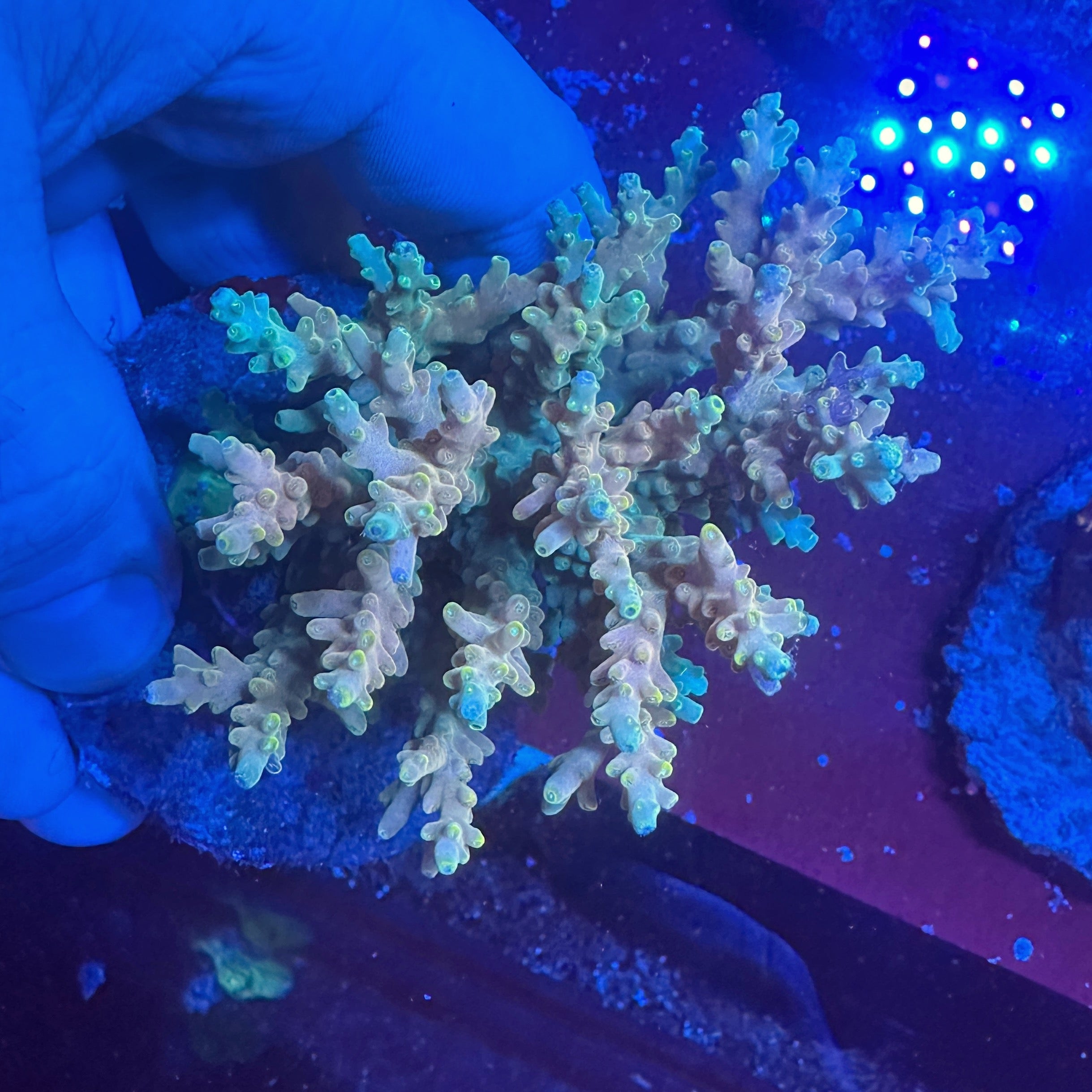 Medium Ultra Acropora Colony WYSIWYG 7