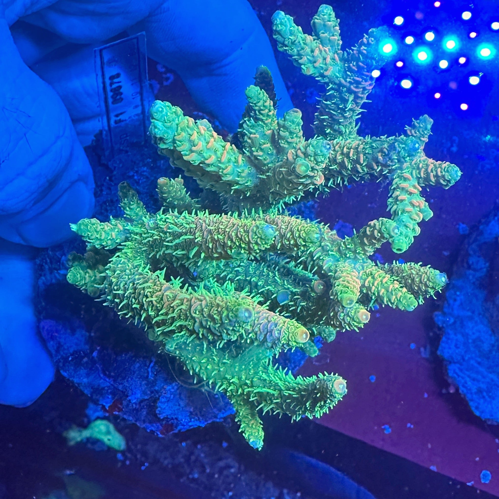 Medium Ultra Acropora Colony WYSIWYG 8