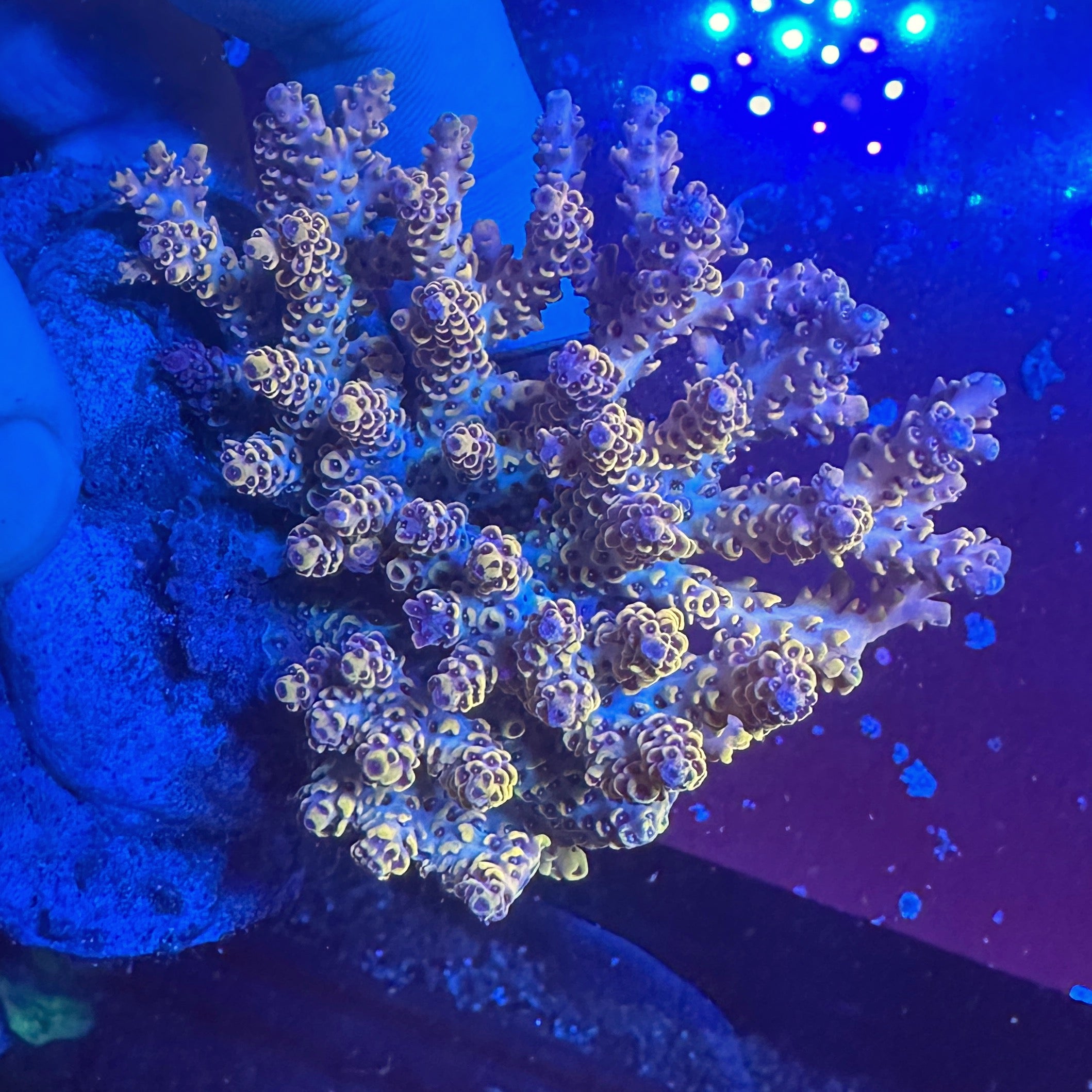 Medium Ultra Acropora Colony WYSIWYG 9