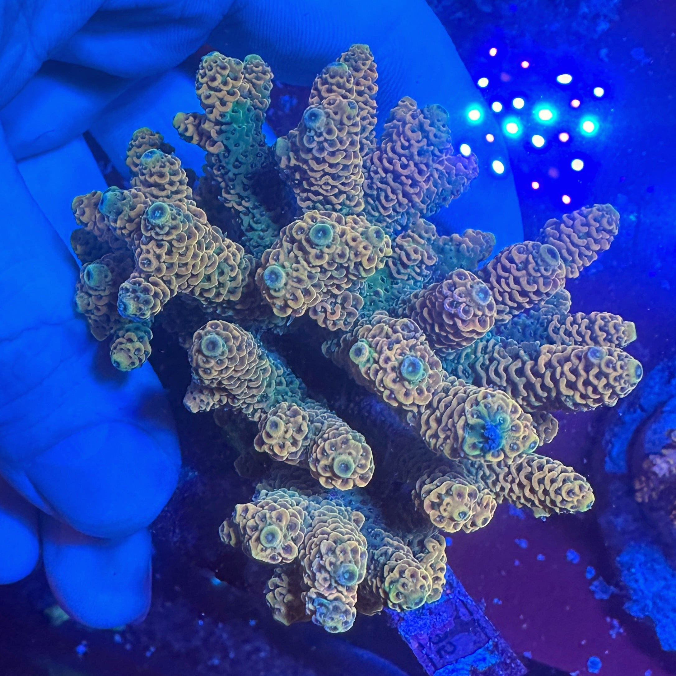 Medium Ultra Acropora Colony WYSIWYG 10