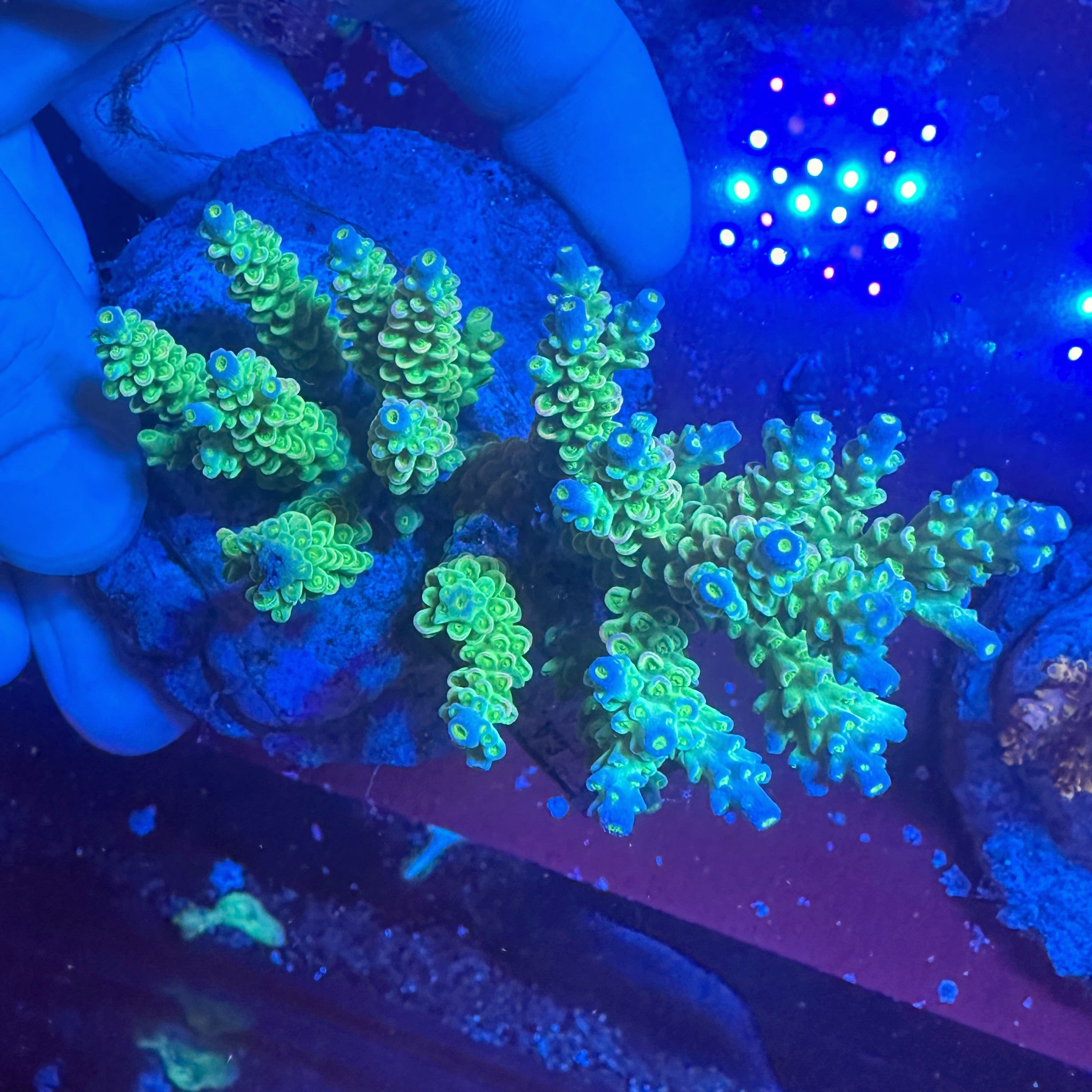 Medium Ultra Acropora Colony WYSIWYG 11