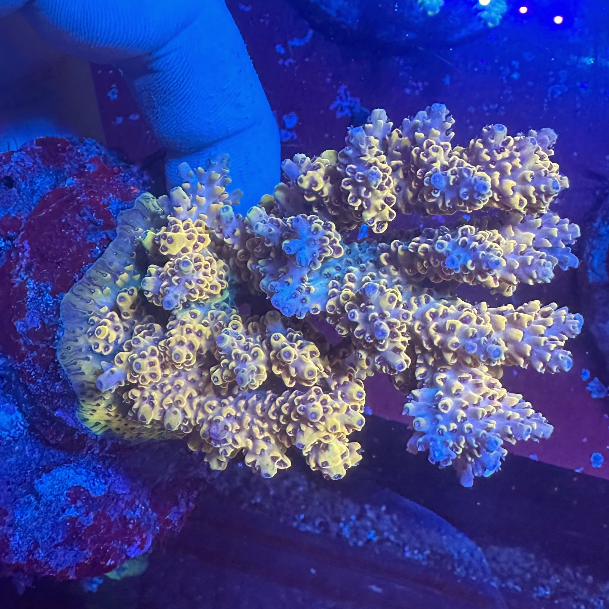 Medium Ultra Acropora Colony WYSIWYG 12