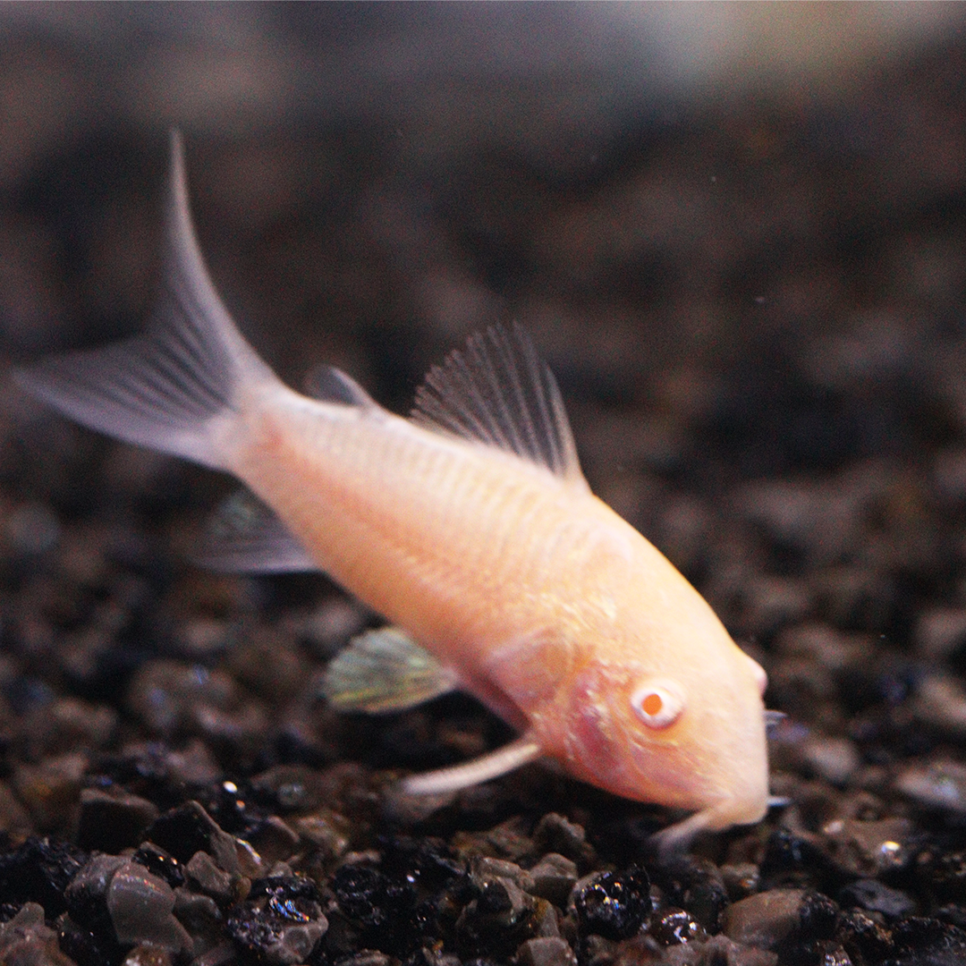 Albino Corydoras 2.5cm - 3.5cm