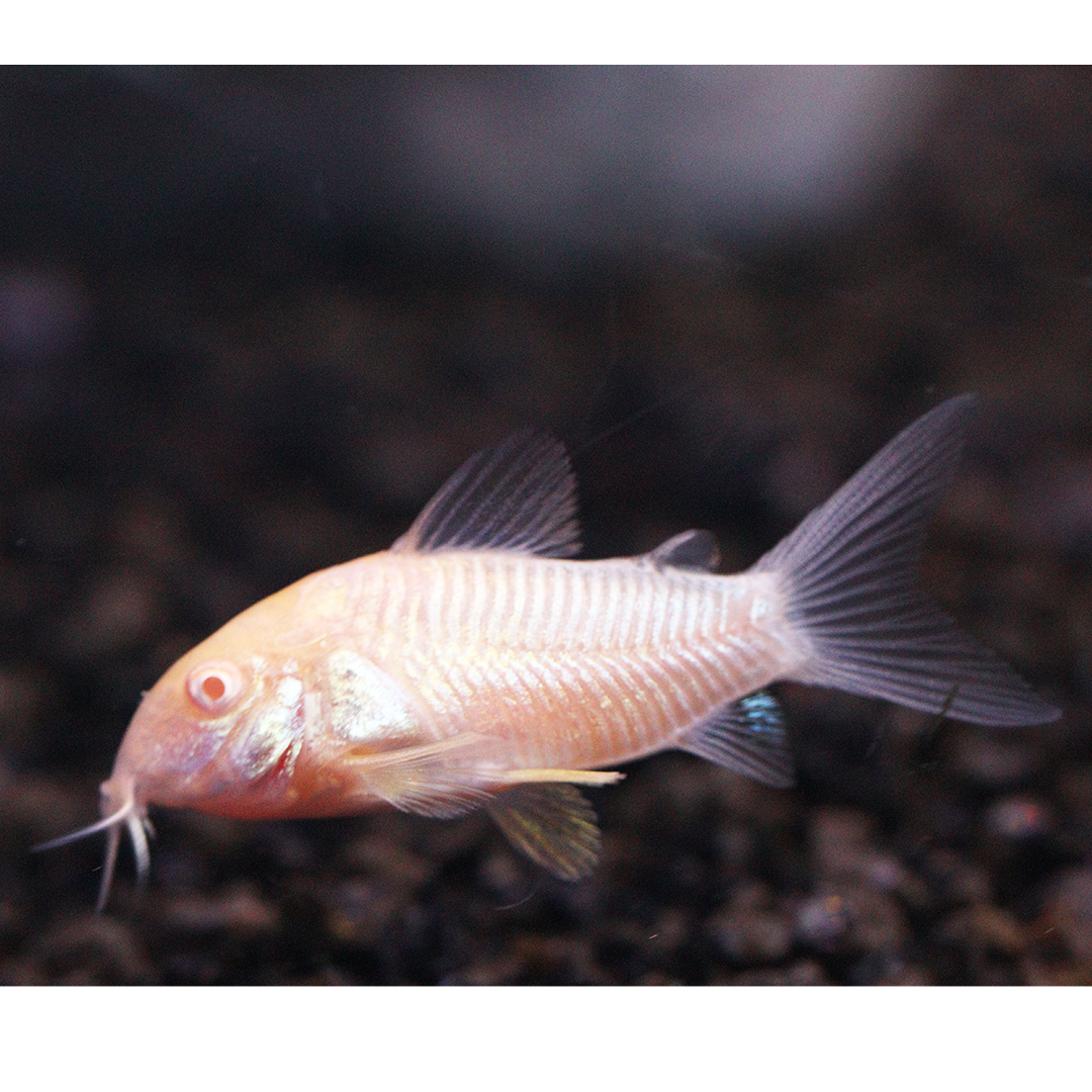 Albino Corydoras 2.5cm - 3.5cm