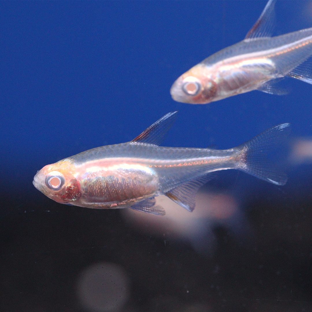 Albino Glowlight Tetra 2-3cm