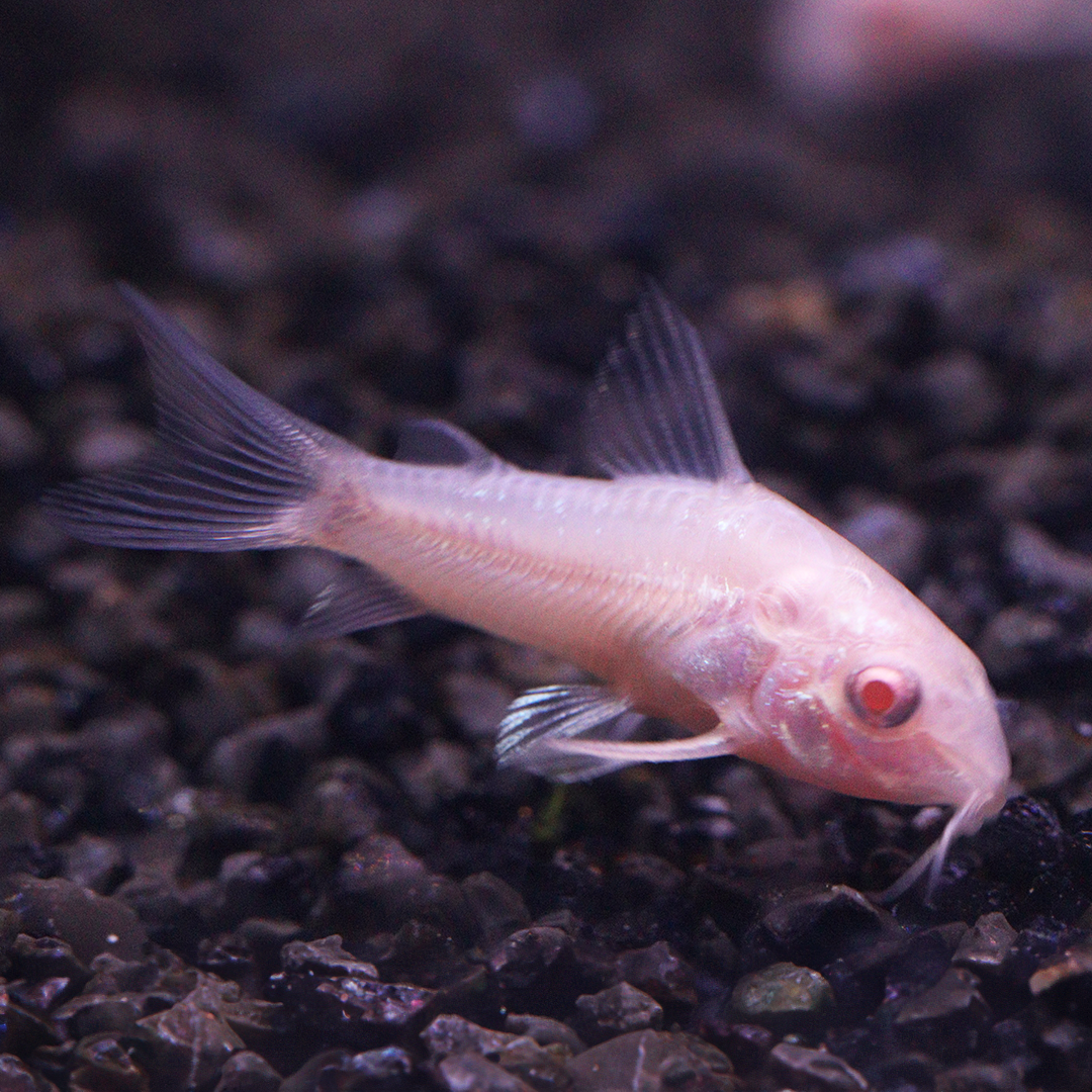 Albino Peppered Corydoras 2.5cm -3cm