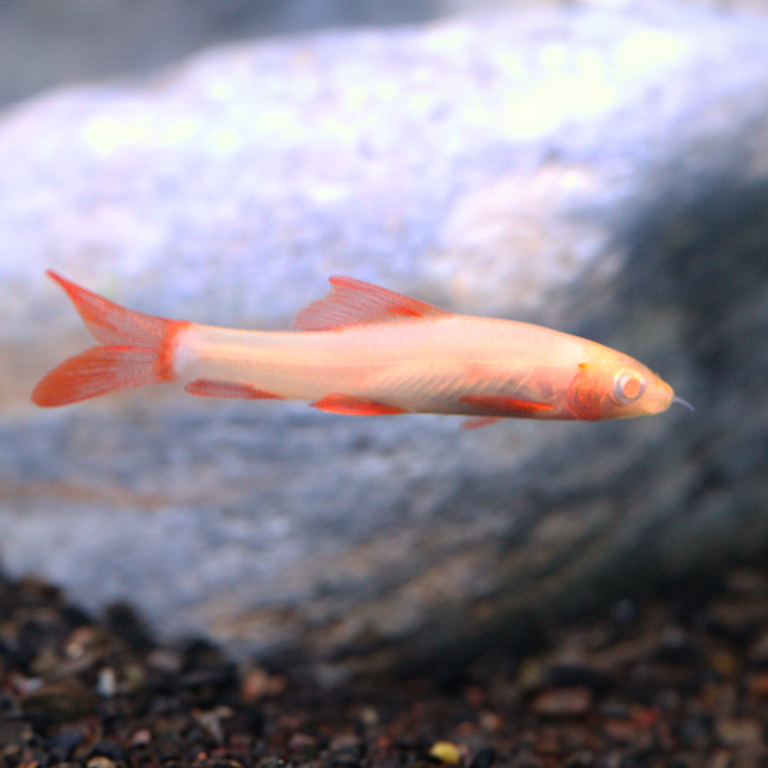 Albino Ruby Shark 4-5cm