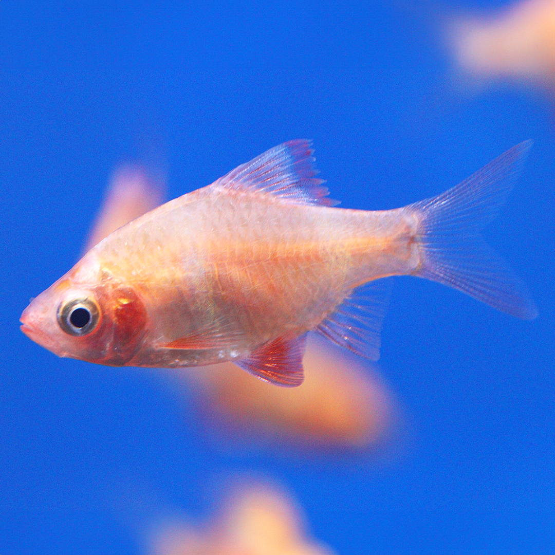 Albino / Golden Tiger Barb 2-3cm