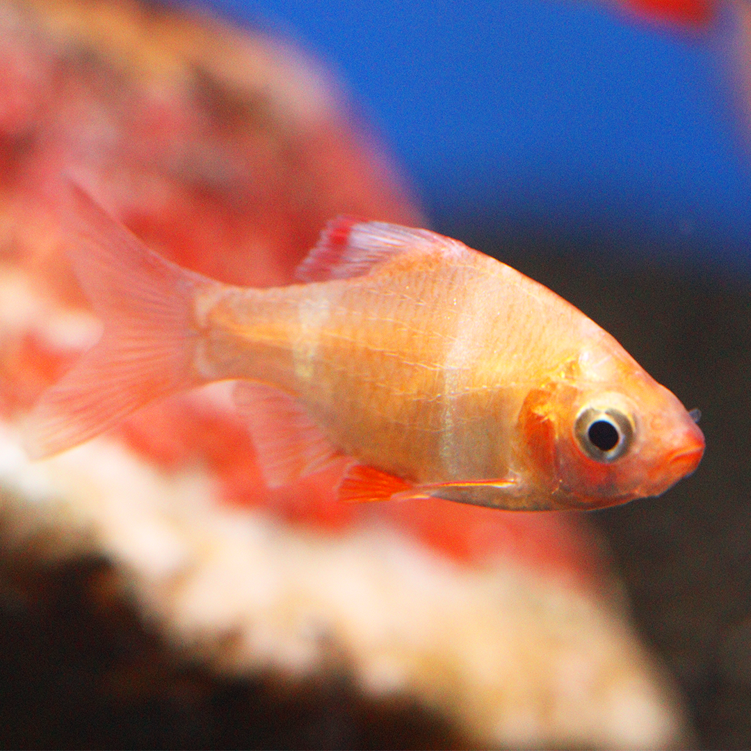 Albino / Golden Tiger Barb 2-3cm