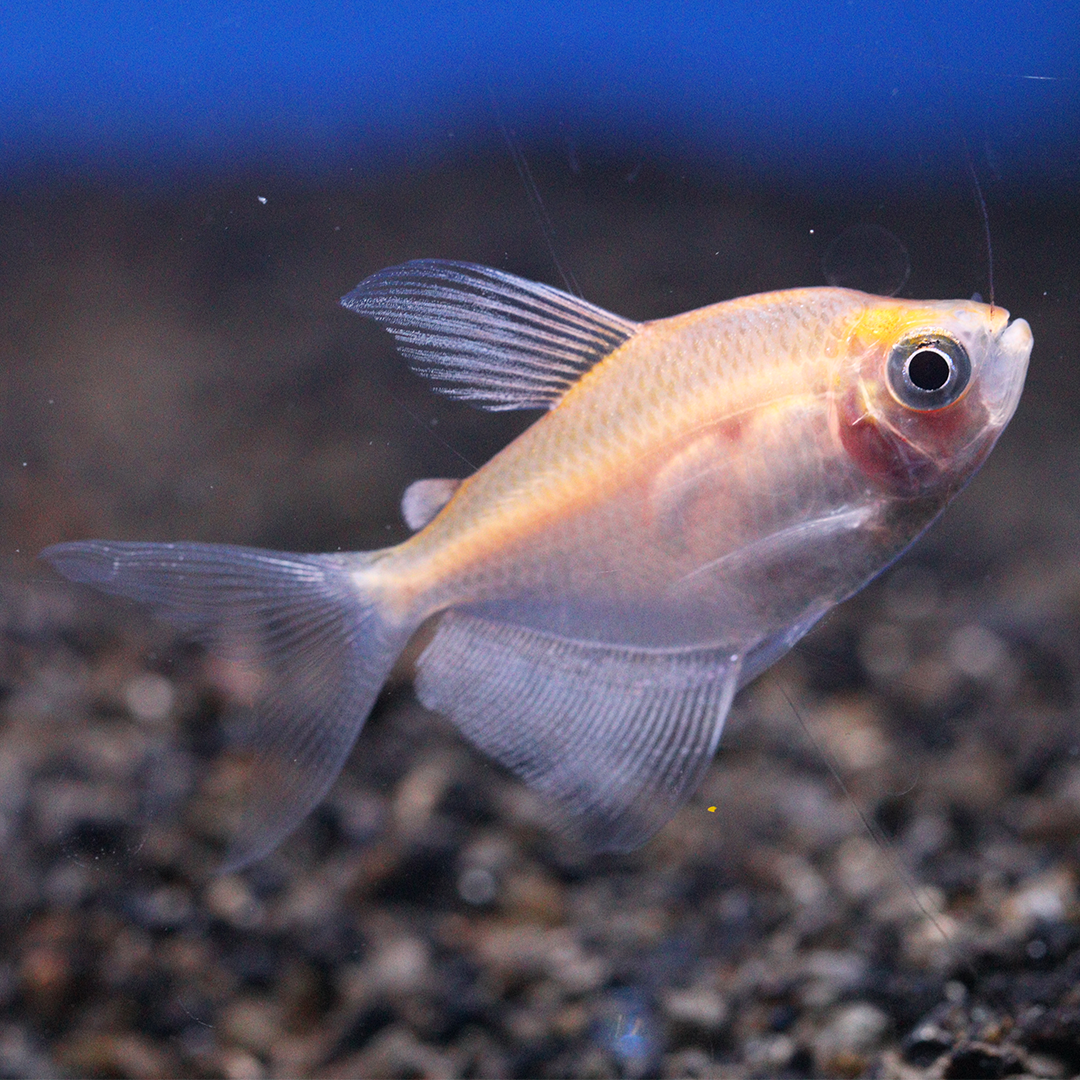 Albino/Gold Widow Tetra 2.5-3.5cm