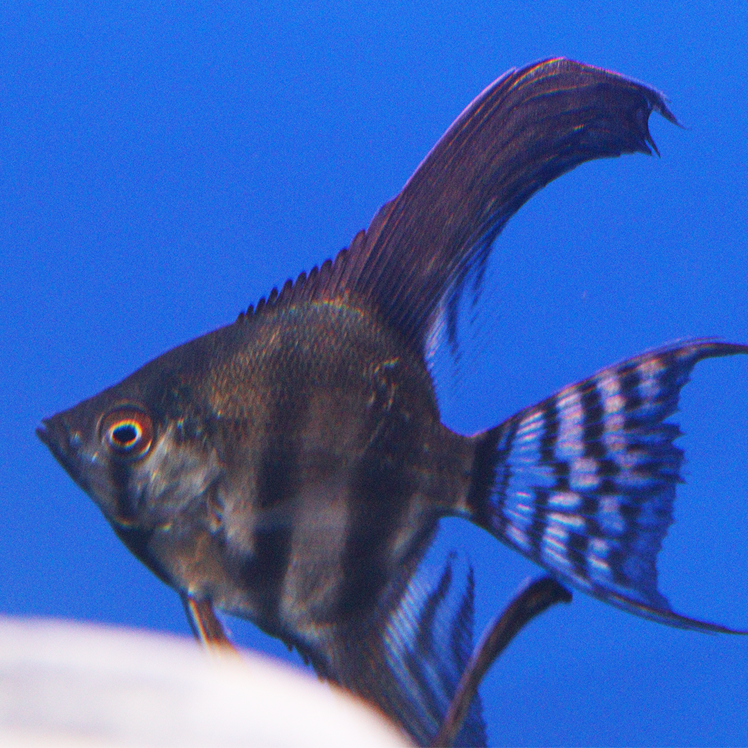 Assorted Angelfish 3.5-4.5cm