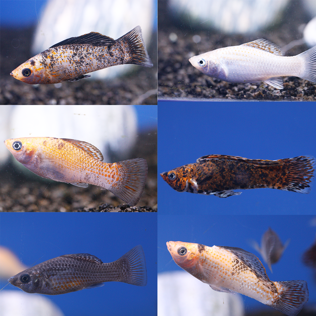 Assorted Sailfin Molly 4-6cm