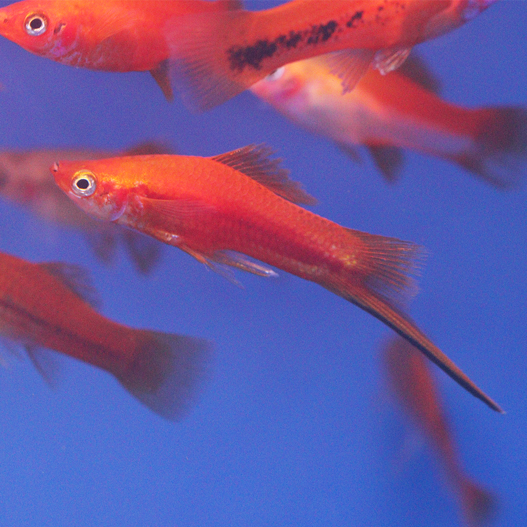 Assorted swordtail 2.5-3.5cm