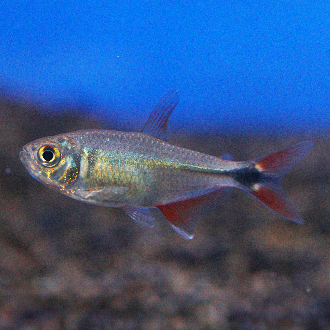 Buenos Aires Tetra 2cm - 3cm