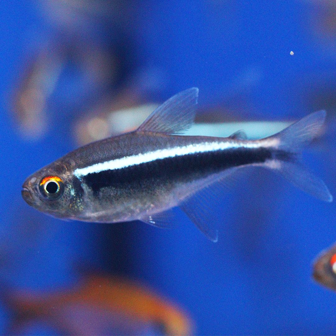 Black Neon Tetra 2.5cm - 3cm