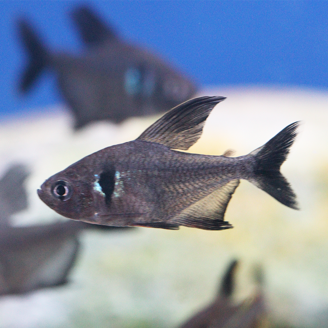 Black Phantom Tetra 2cm - 3cm